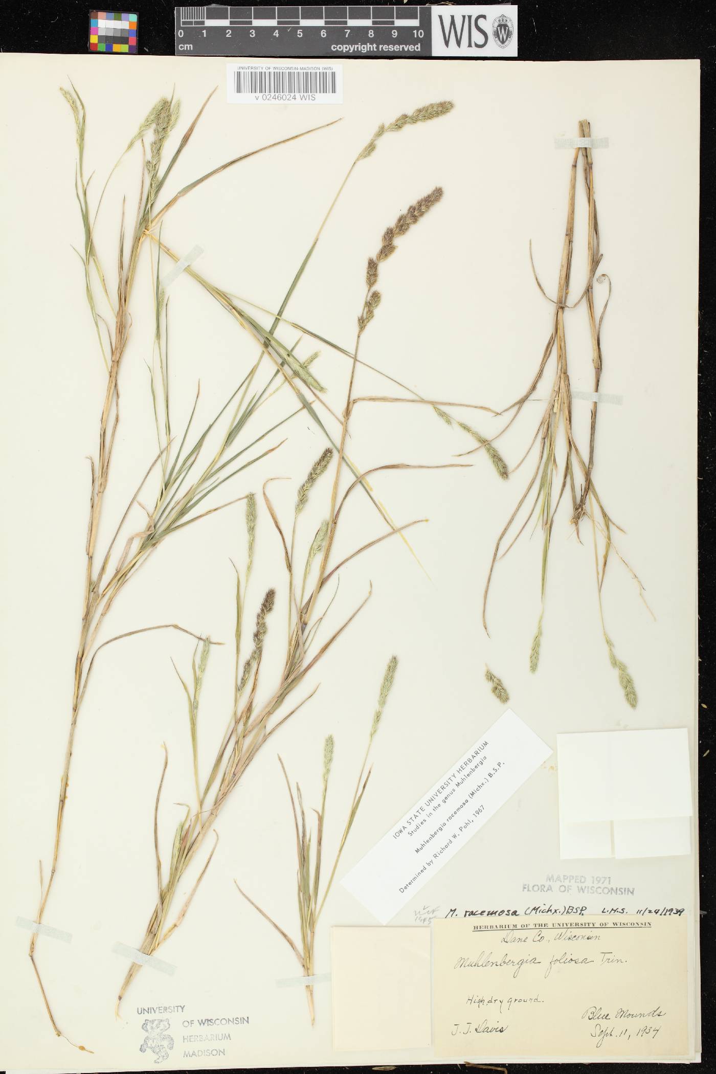 Muhlenbergia racemosa image