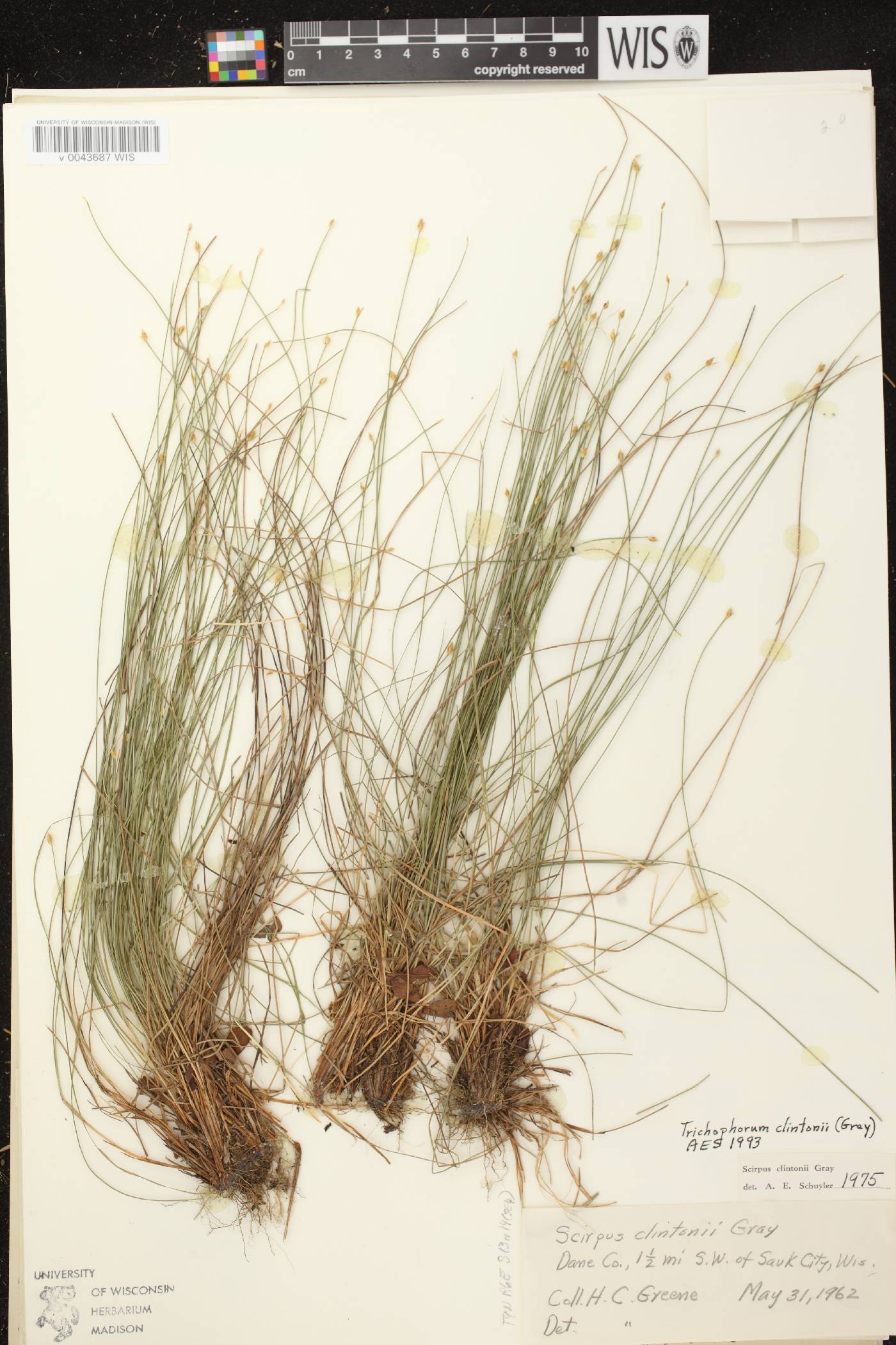 Trichophorum clintonii image