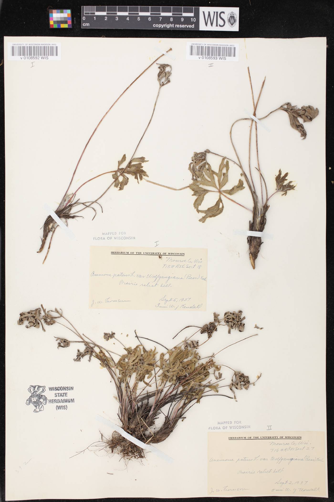 Anemone patens var. multifida image