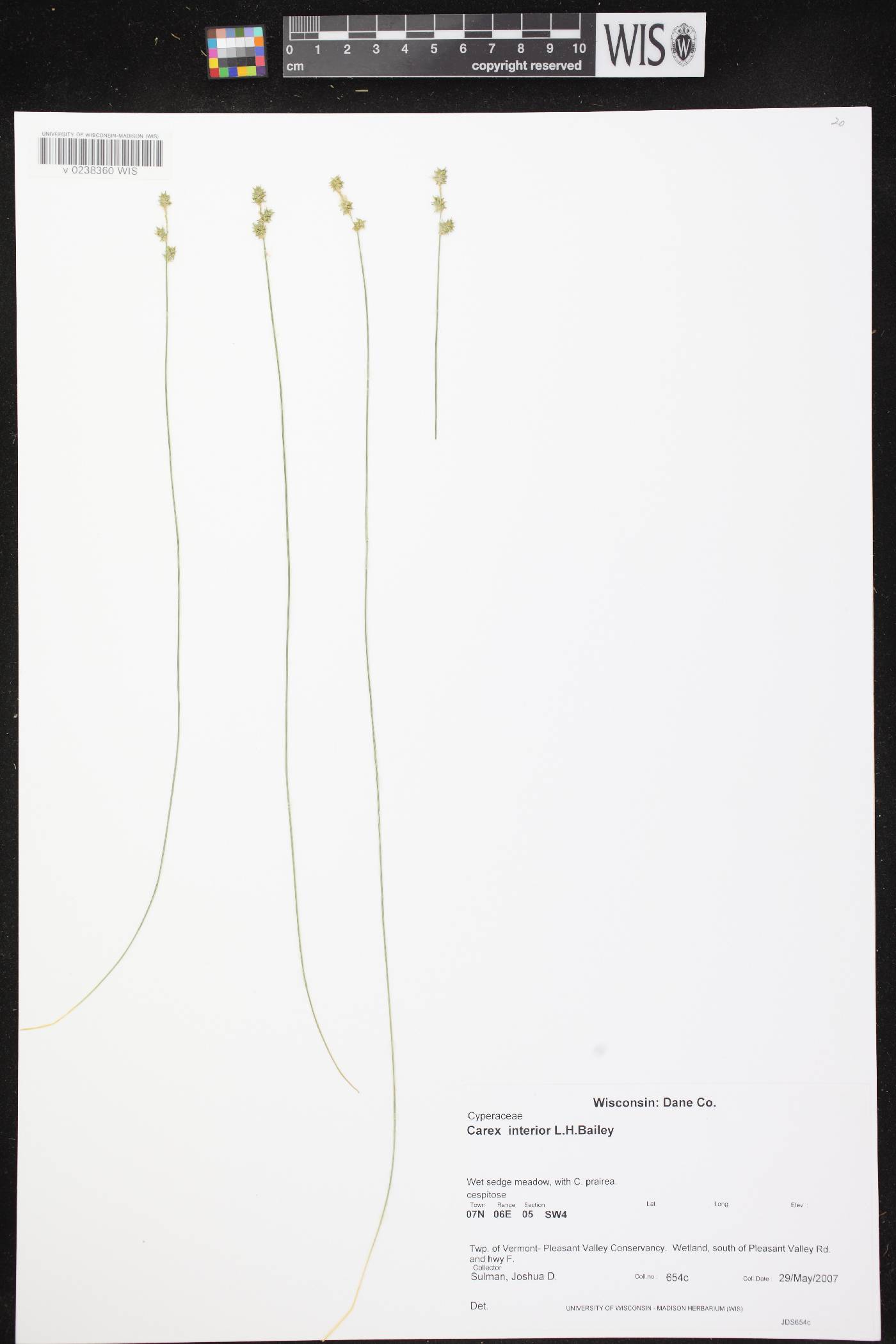 Carex interior image