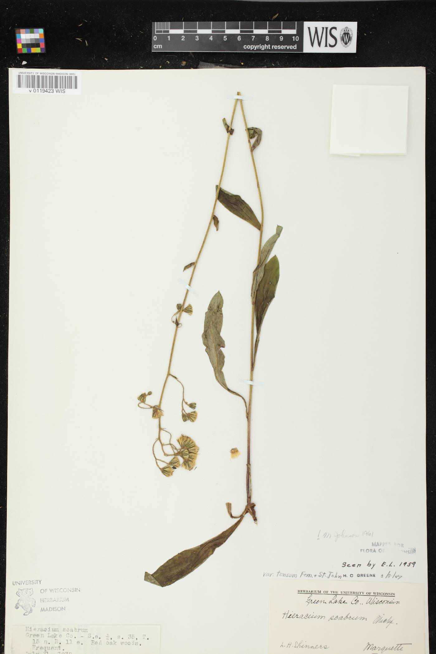 Hieracium scabrum image