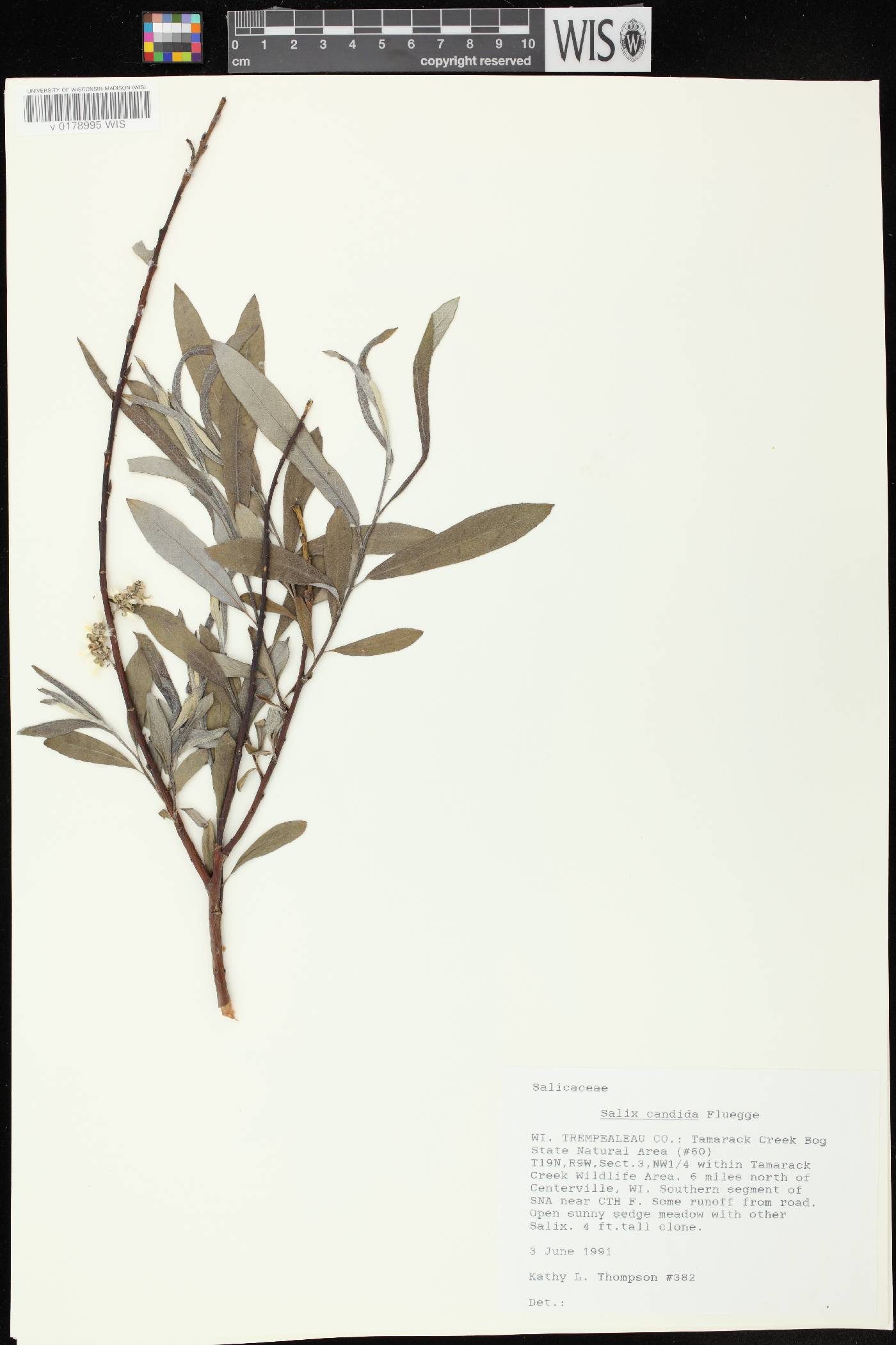 Salix candida image