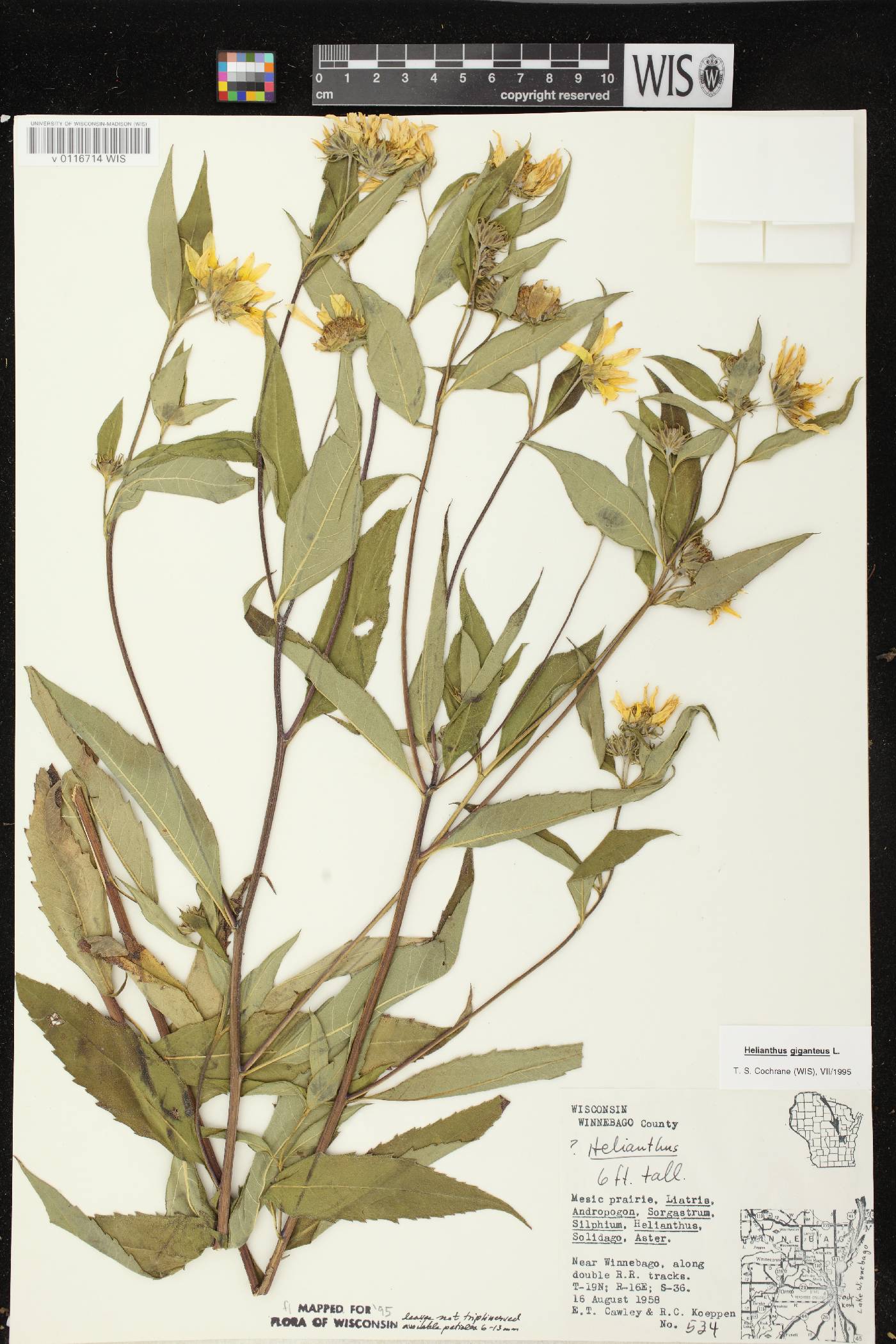 Helianthus giganteus image