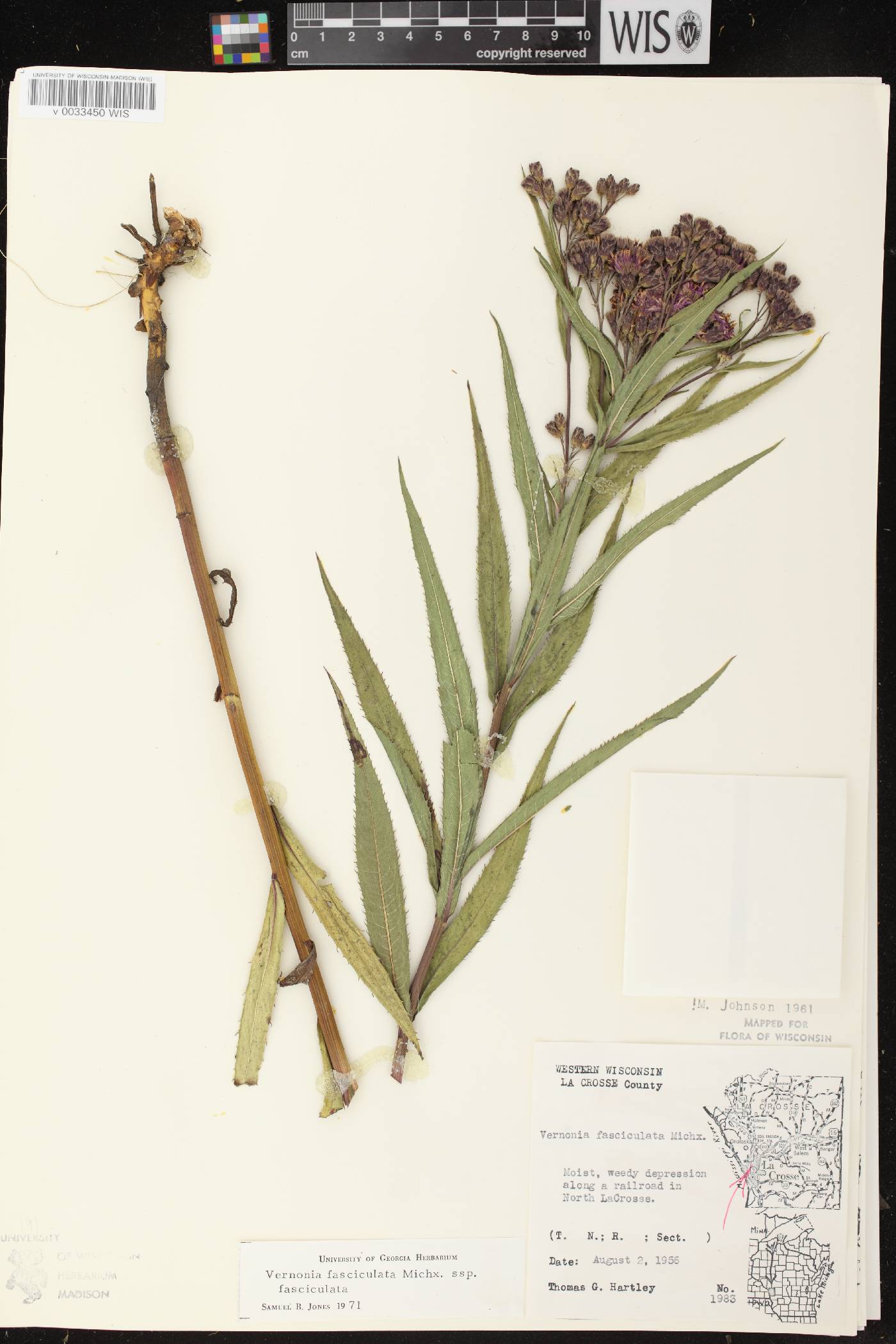Vernonia fasciculata image