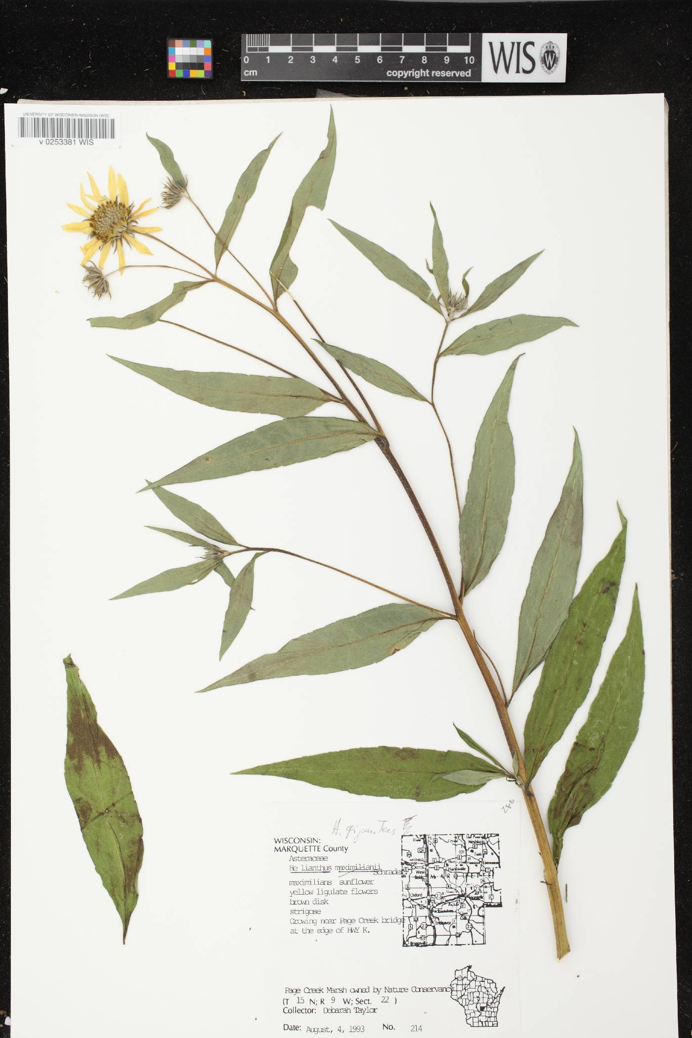 Helianthus giganteus image