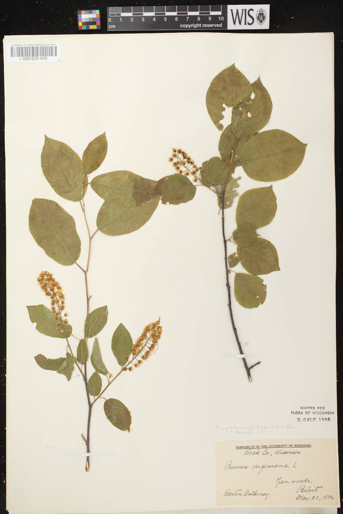 Prunus virginiana image