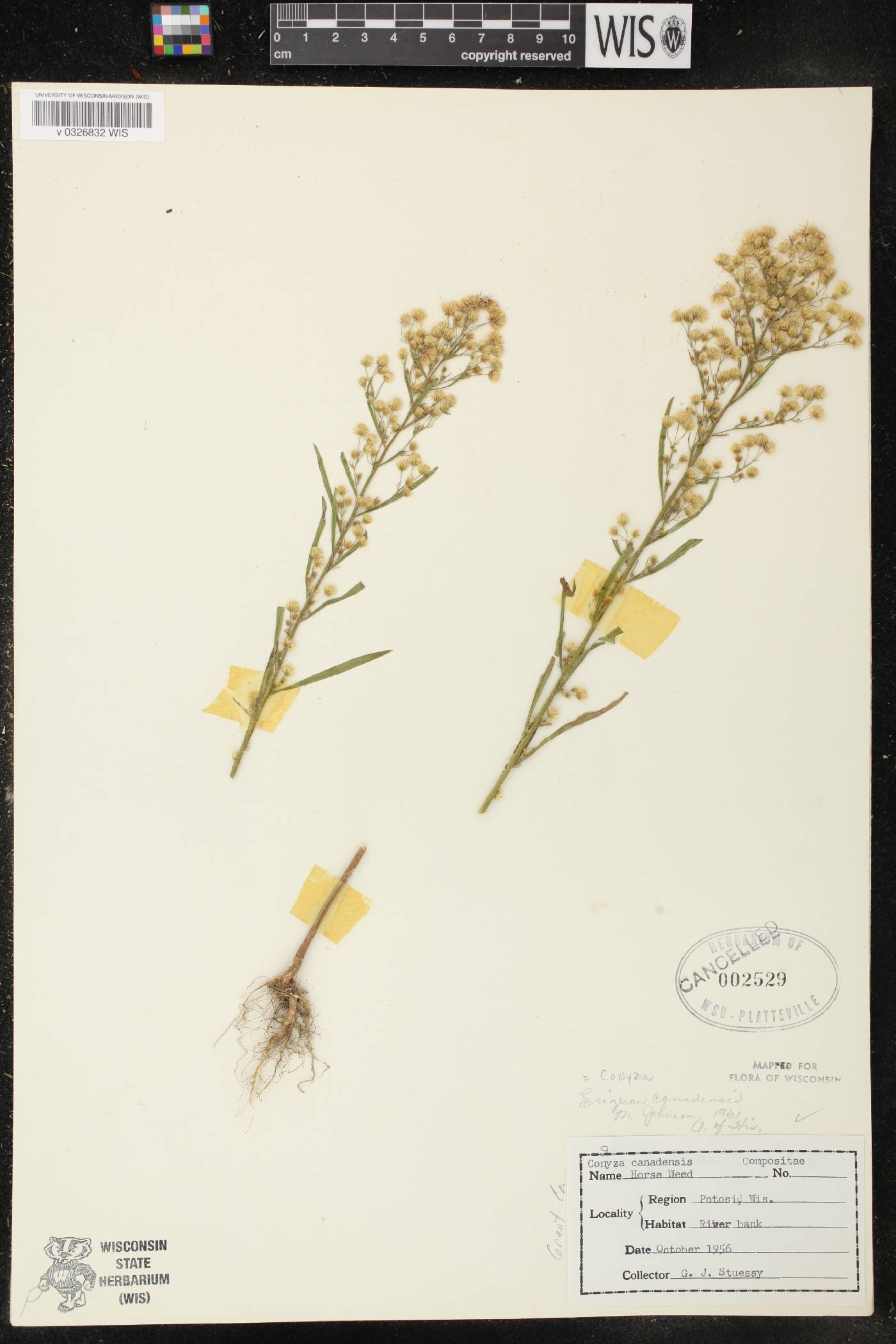Conyza canadensis image