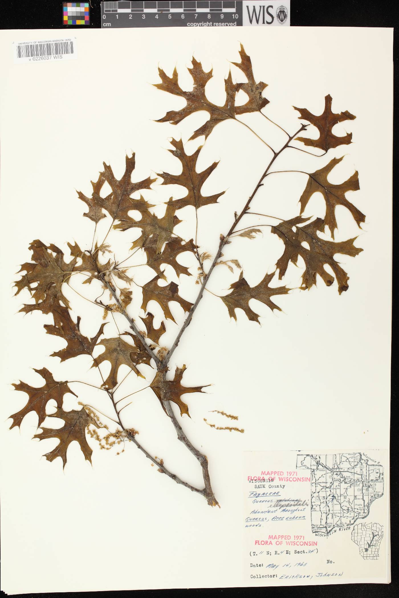 Quercus ellipsoidalis image