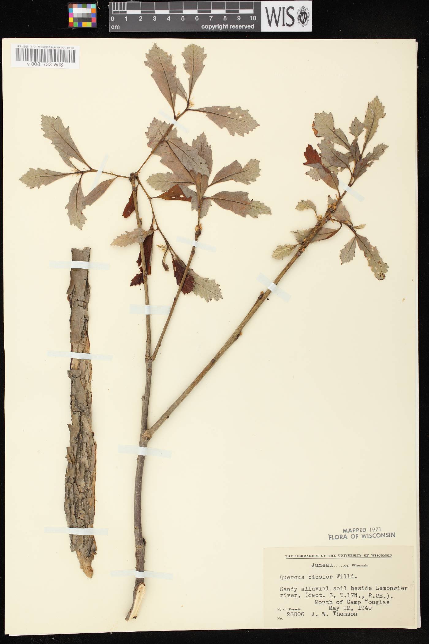 Quercus bicolor image