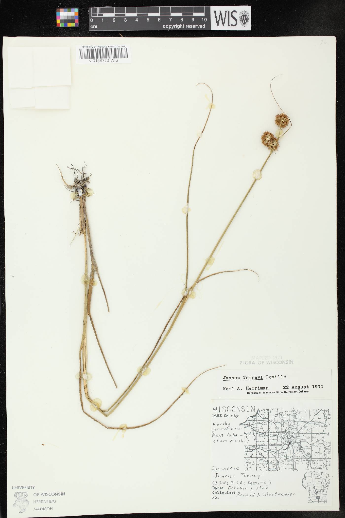 Juncus torreyi image