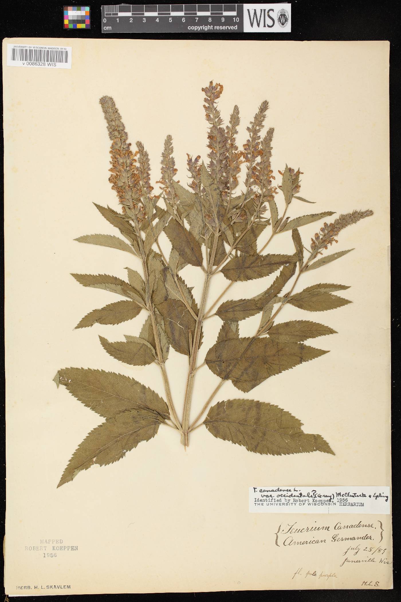 Teucrium canadense var. occidentale image