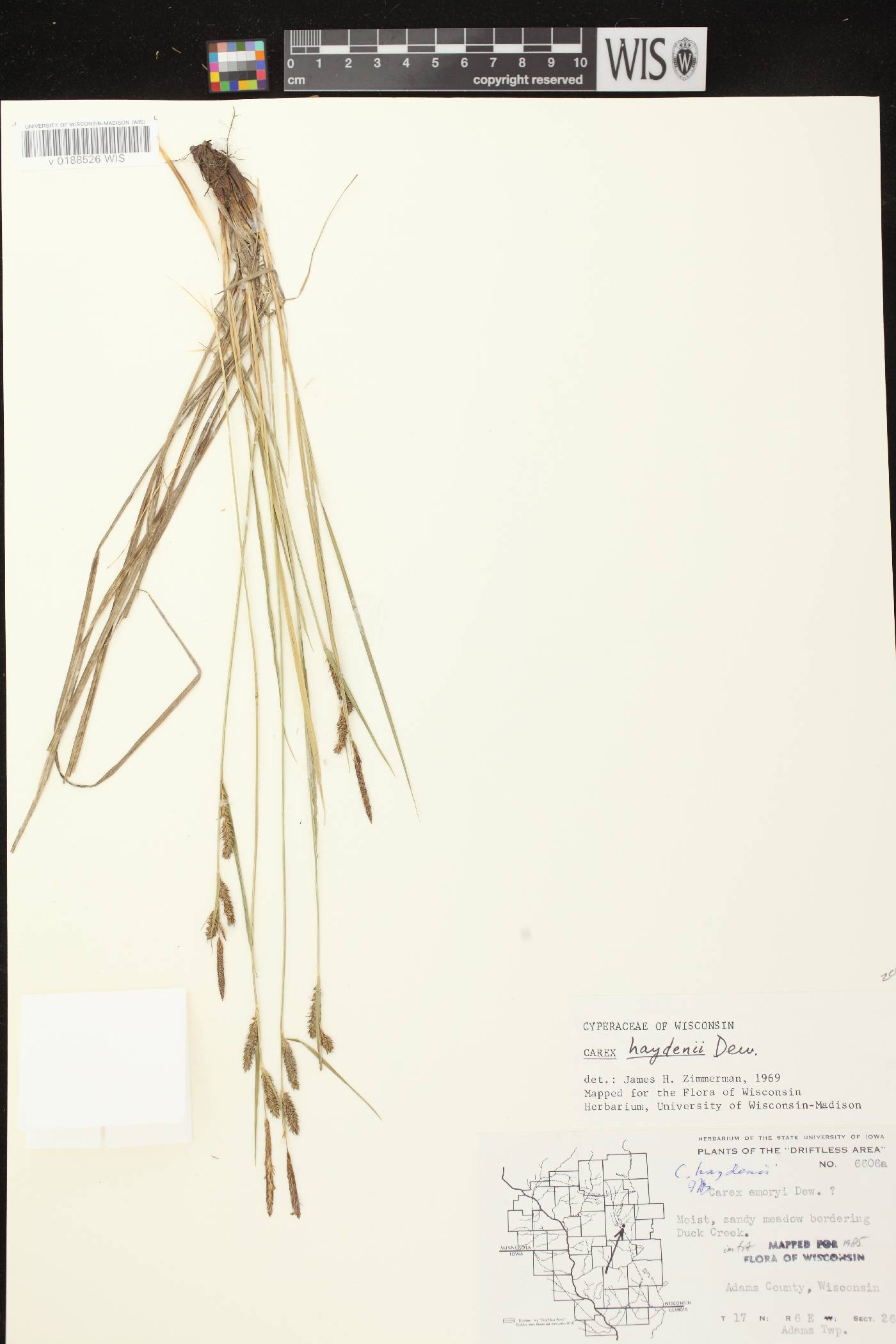 Carex haydenii image