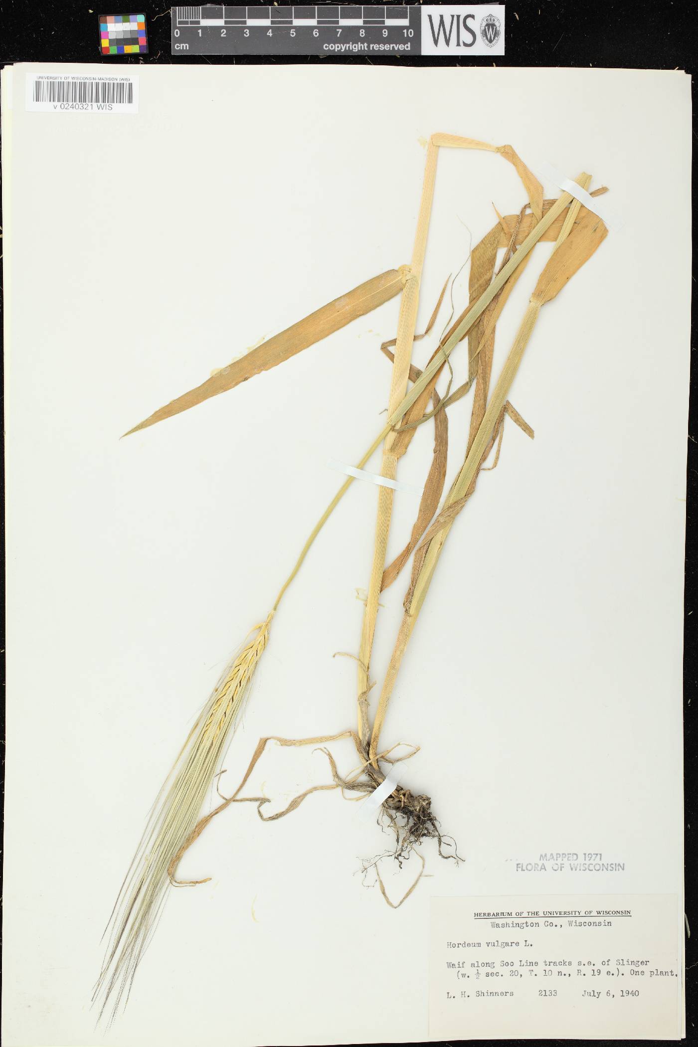 Hordeum vulgare image