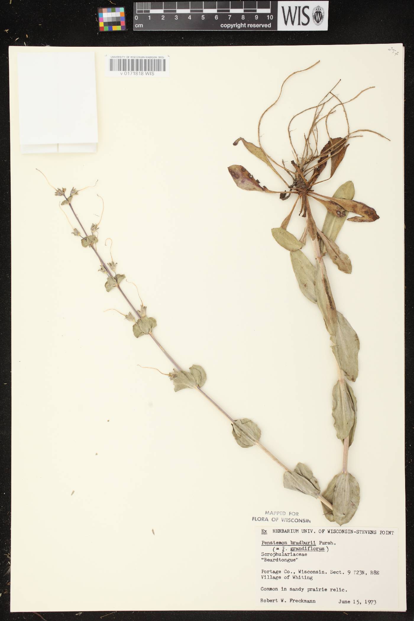 Penstemon grandiflorus image