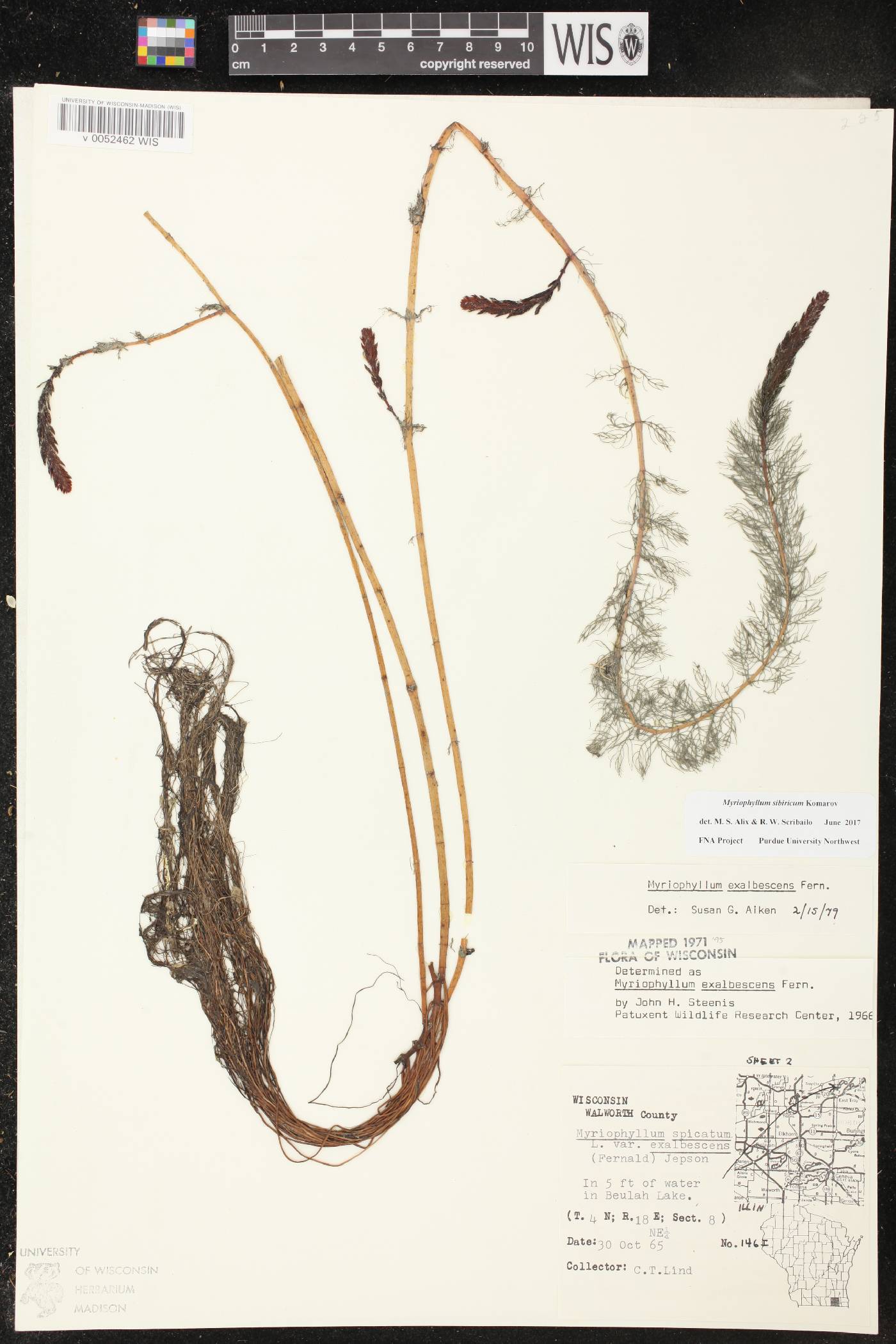 Myriophyllum sibiricum image