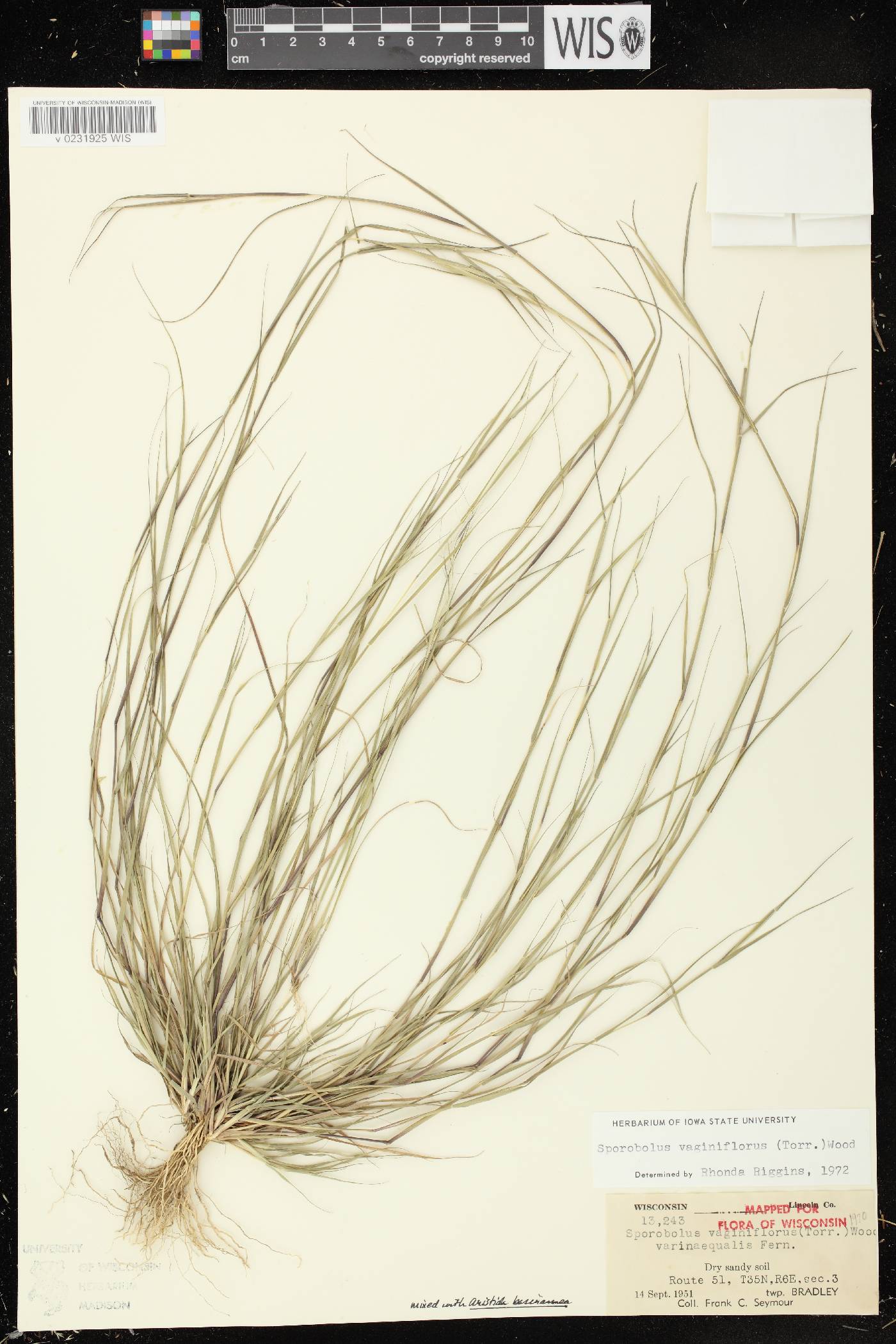 Sporobolus vaginiflorus var. vaginiflorus image
