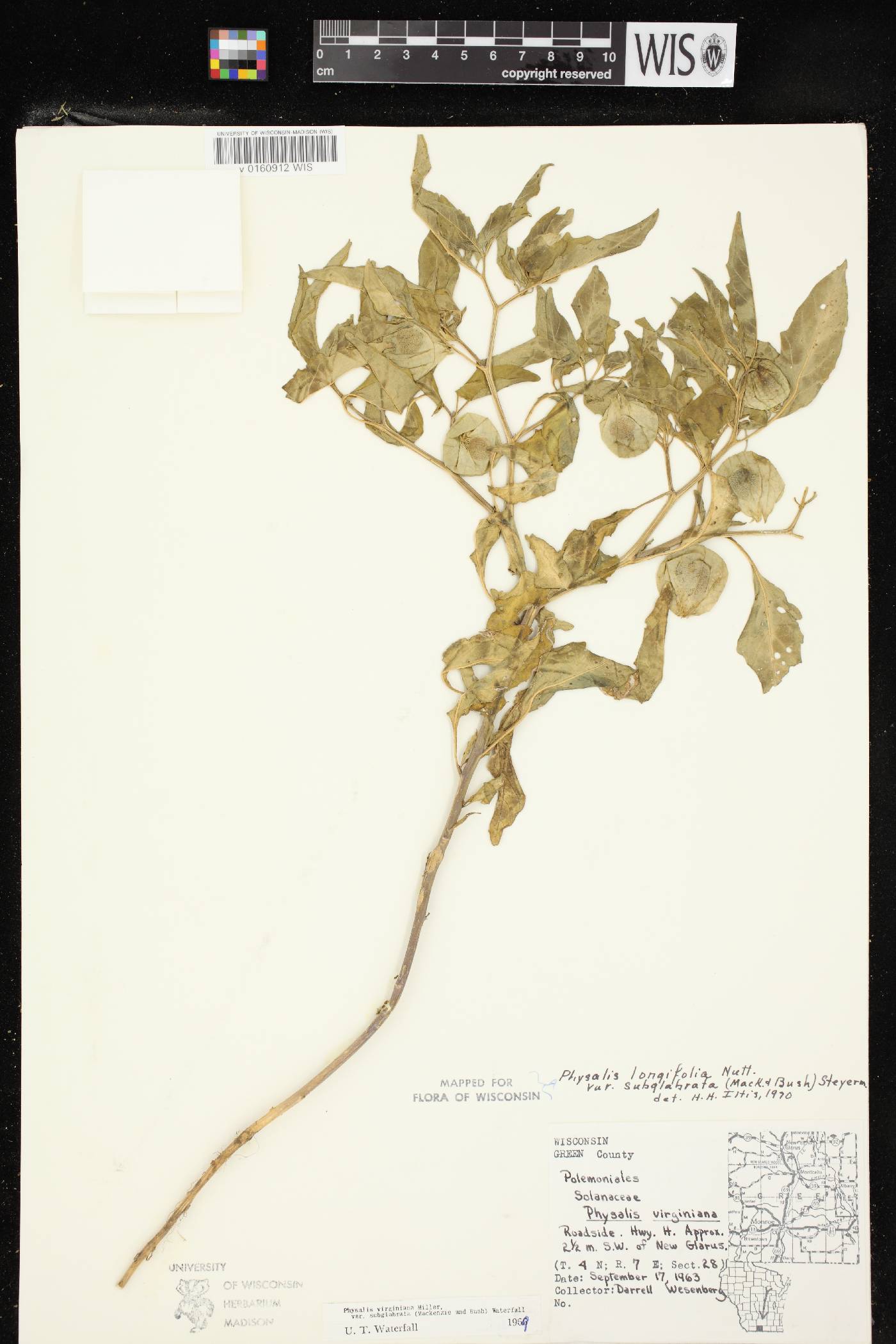 Physalis longifolia image