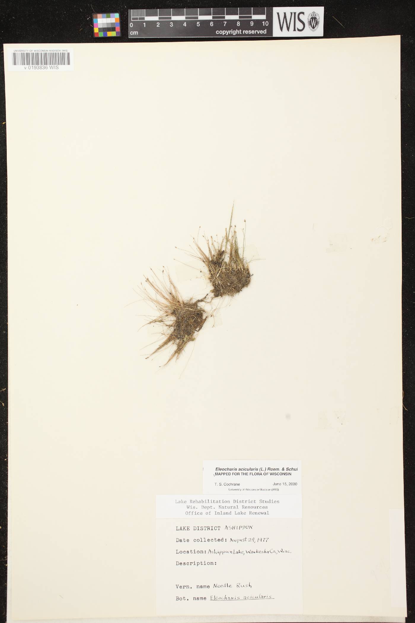 Eleocharis acicularis image