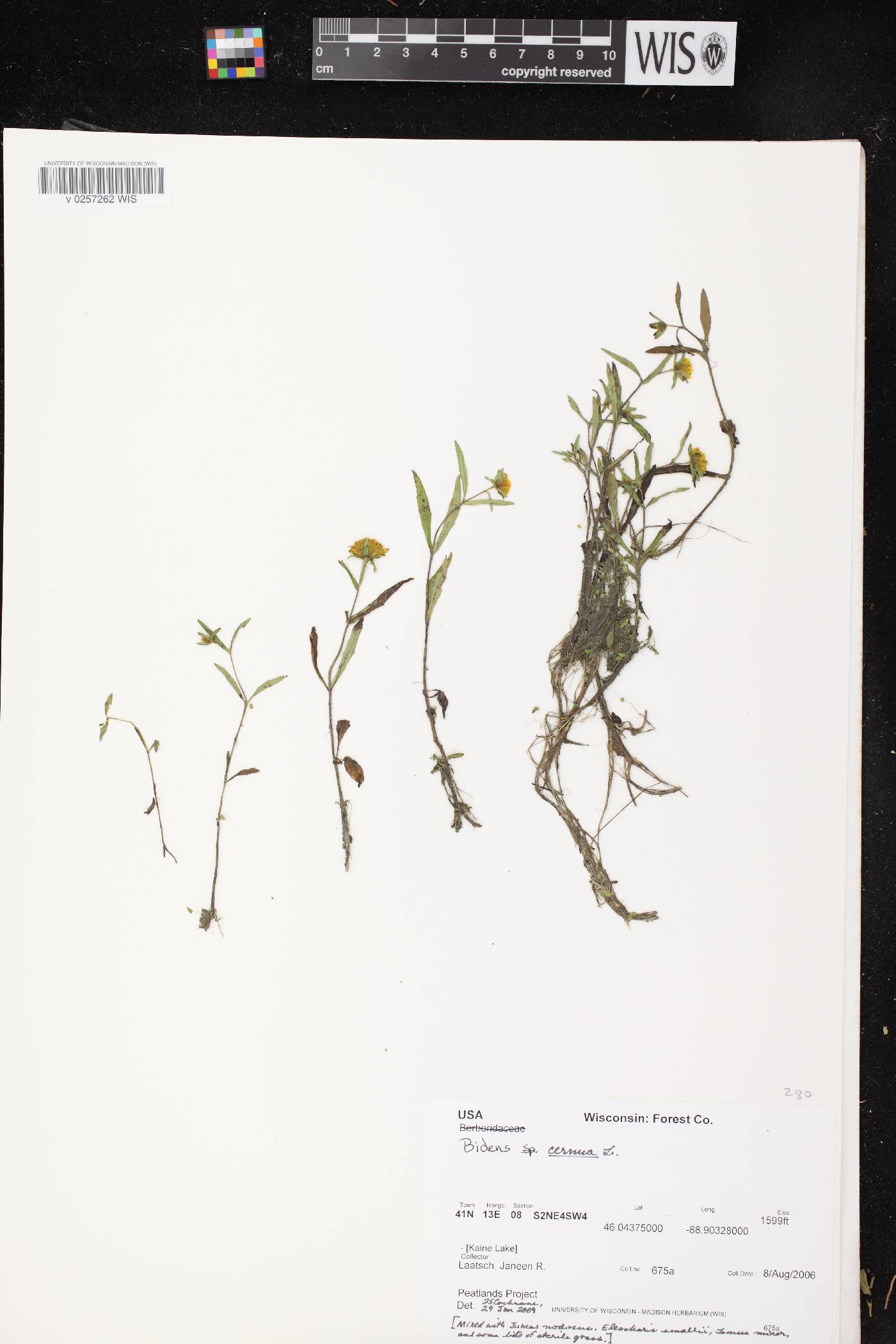 Bidens cernua image