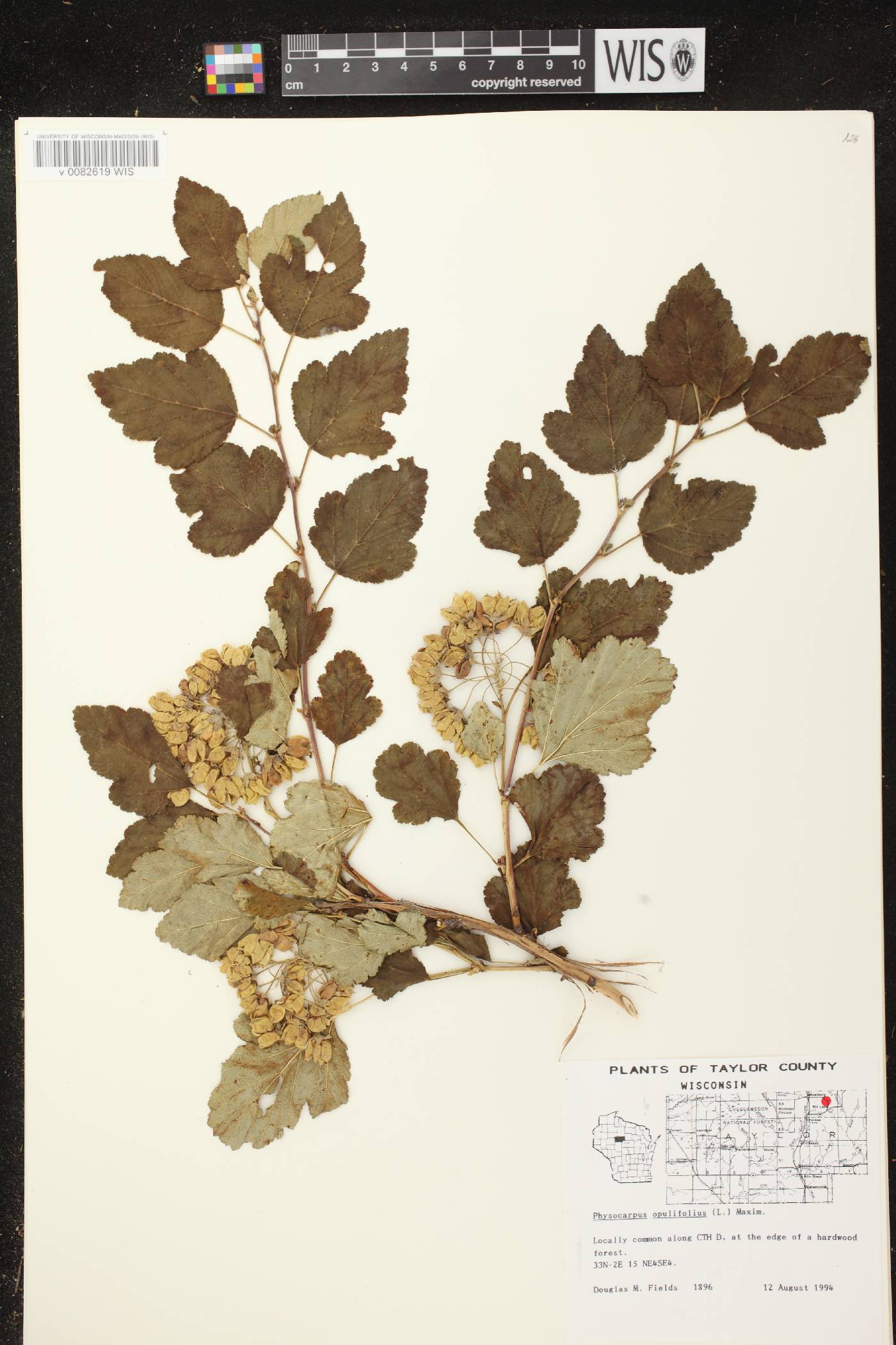 Physocarpus opulifolius image