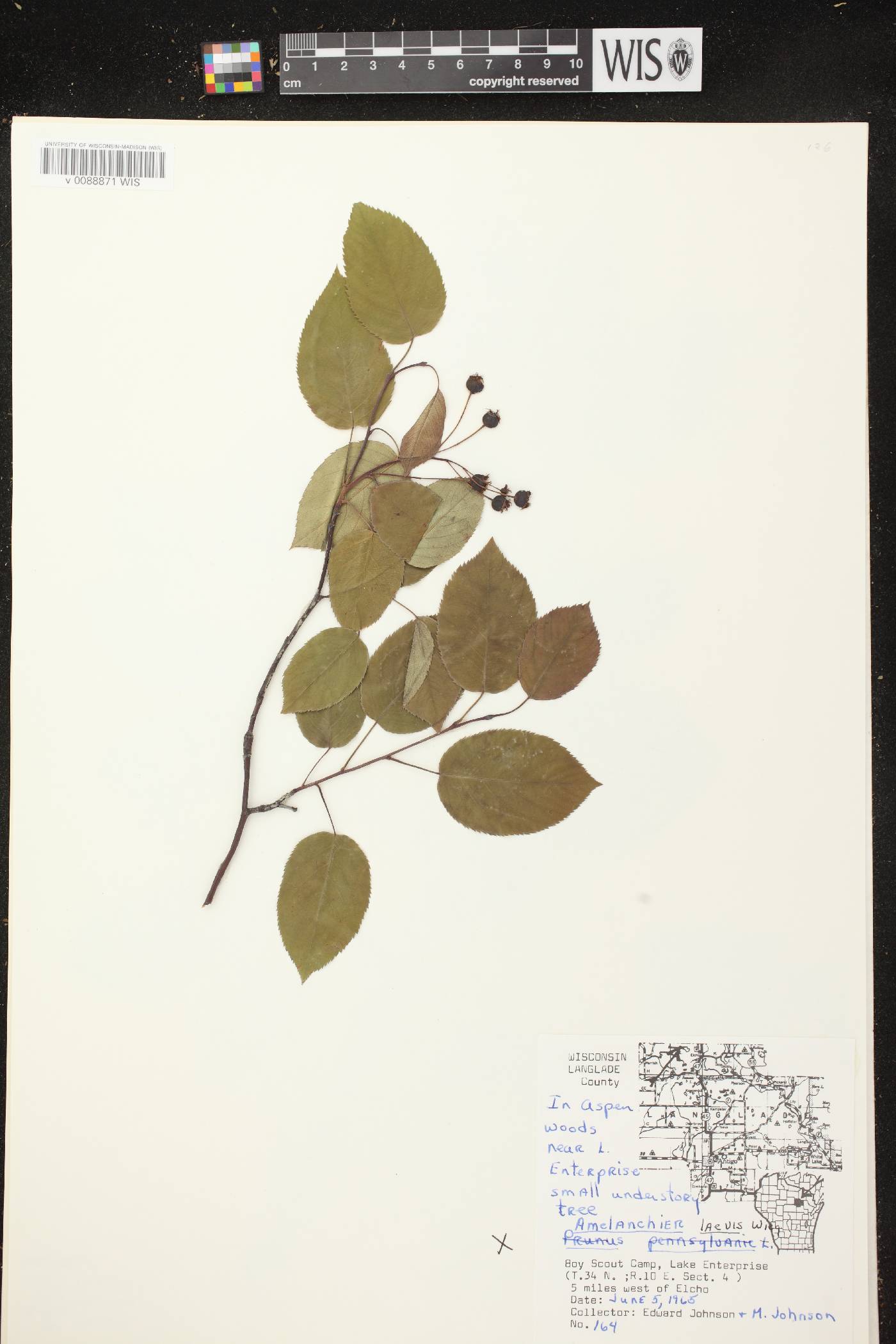 Amelanchier laevis image