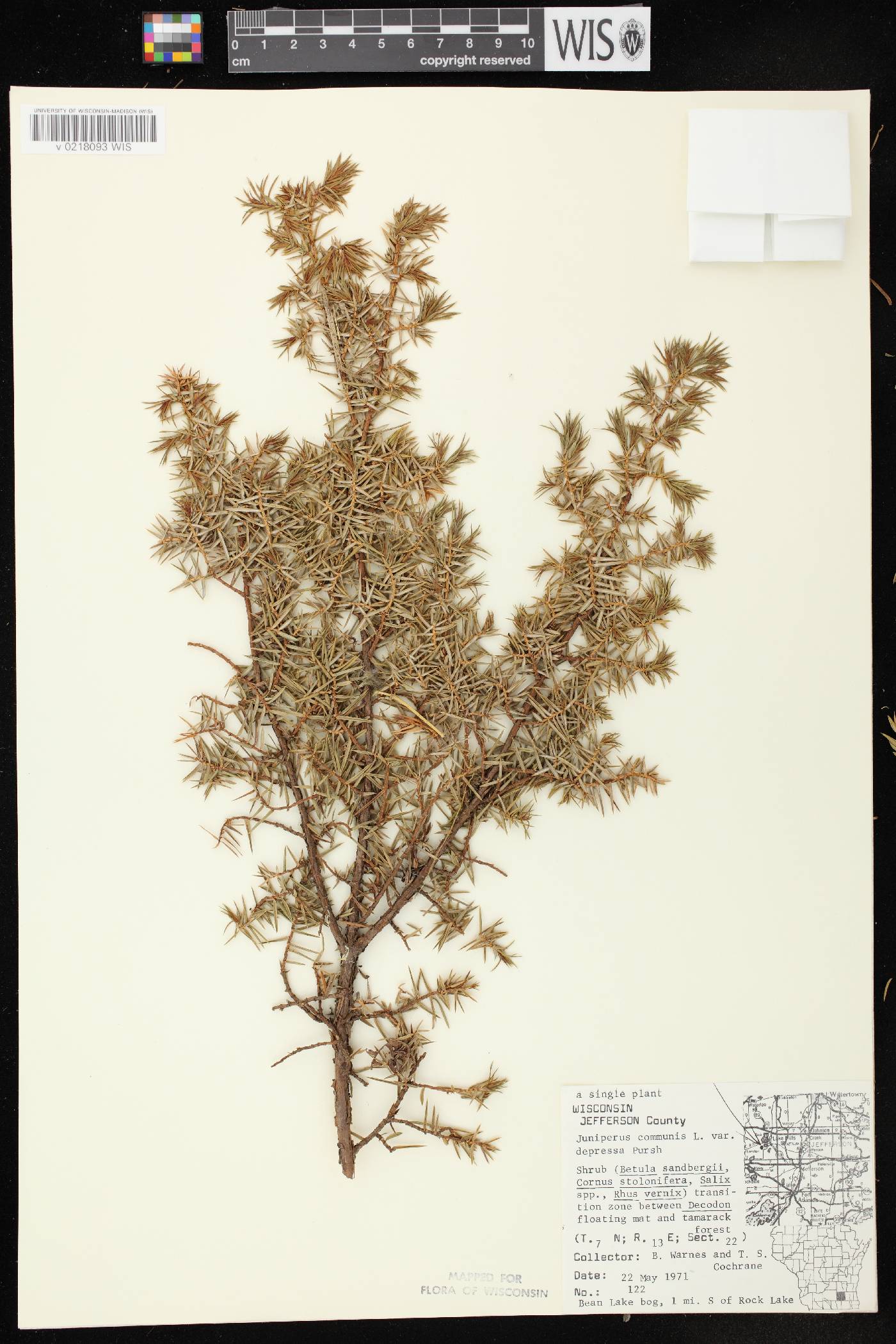 Juniperus communis image