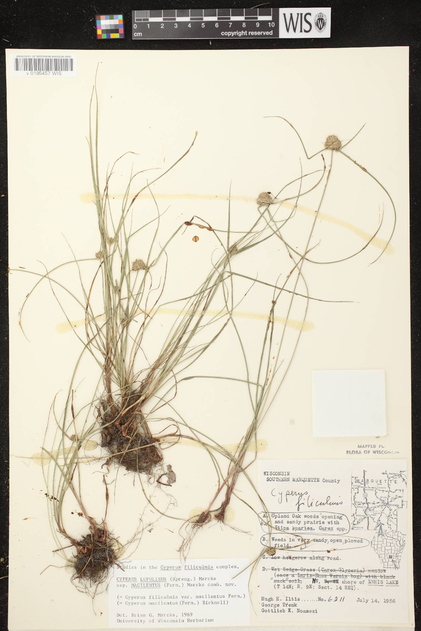 Cyperus lupulinus subsp. macilentus image