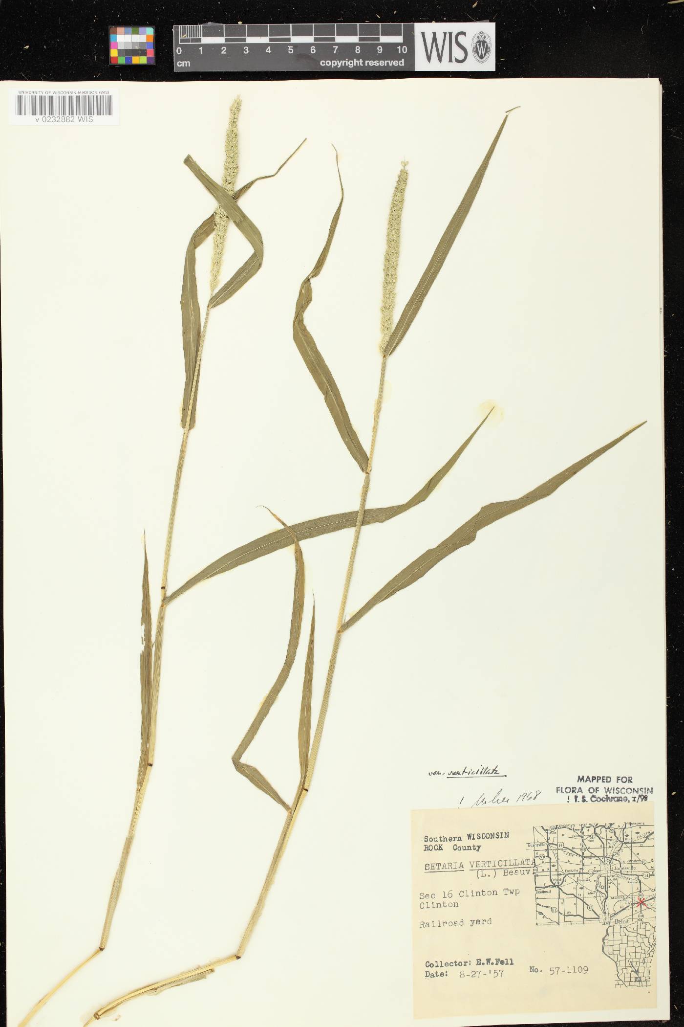 Setaria verticillata image