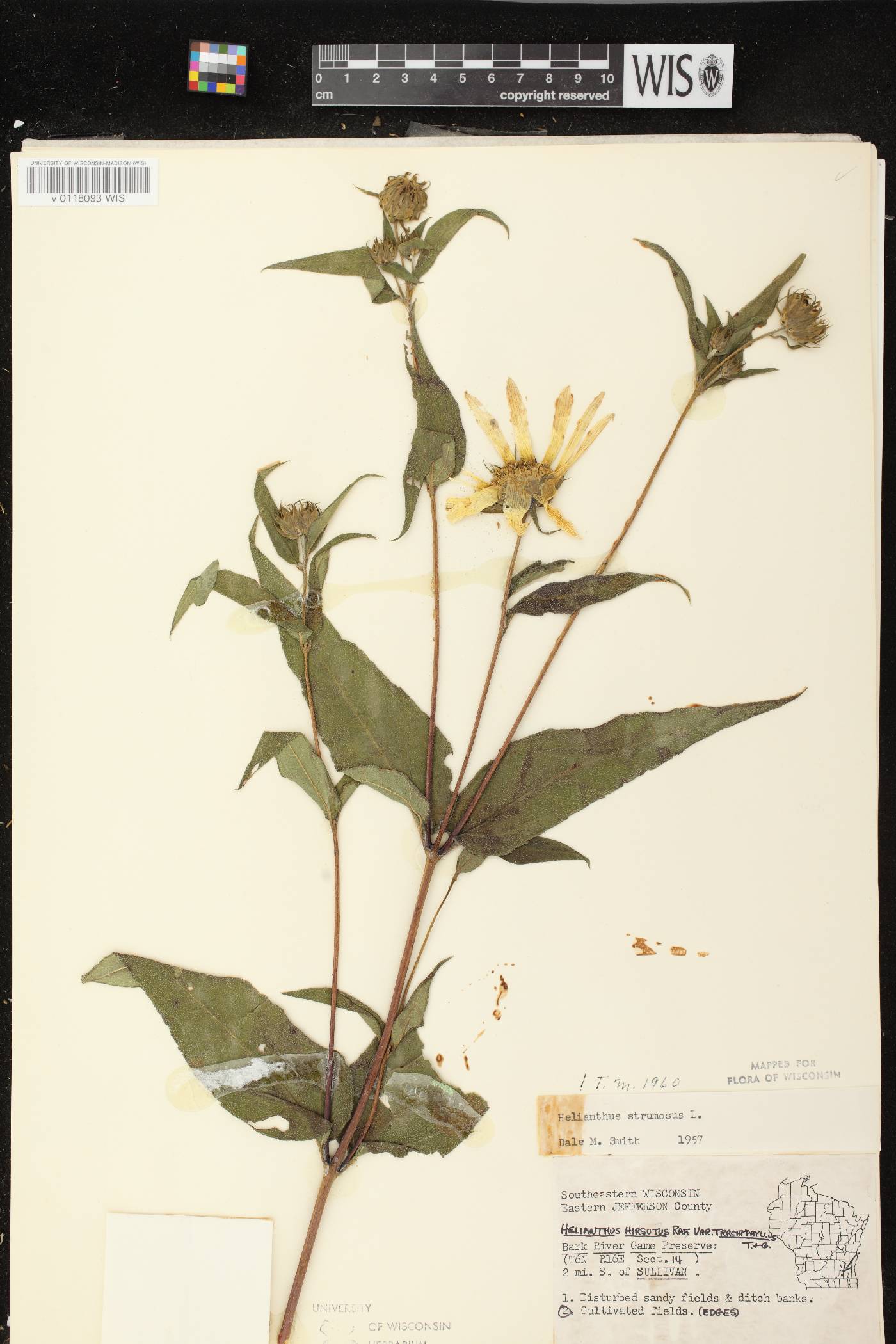 Helianthus strumosus image