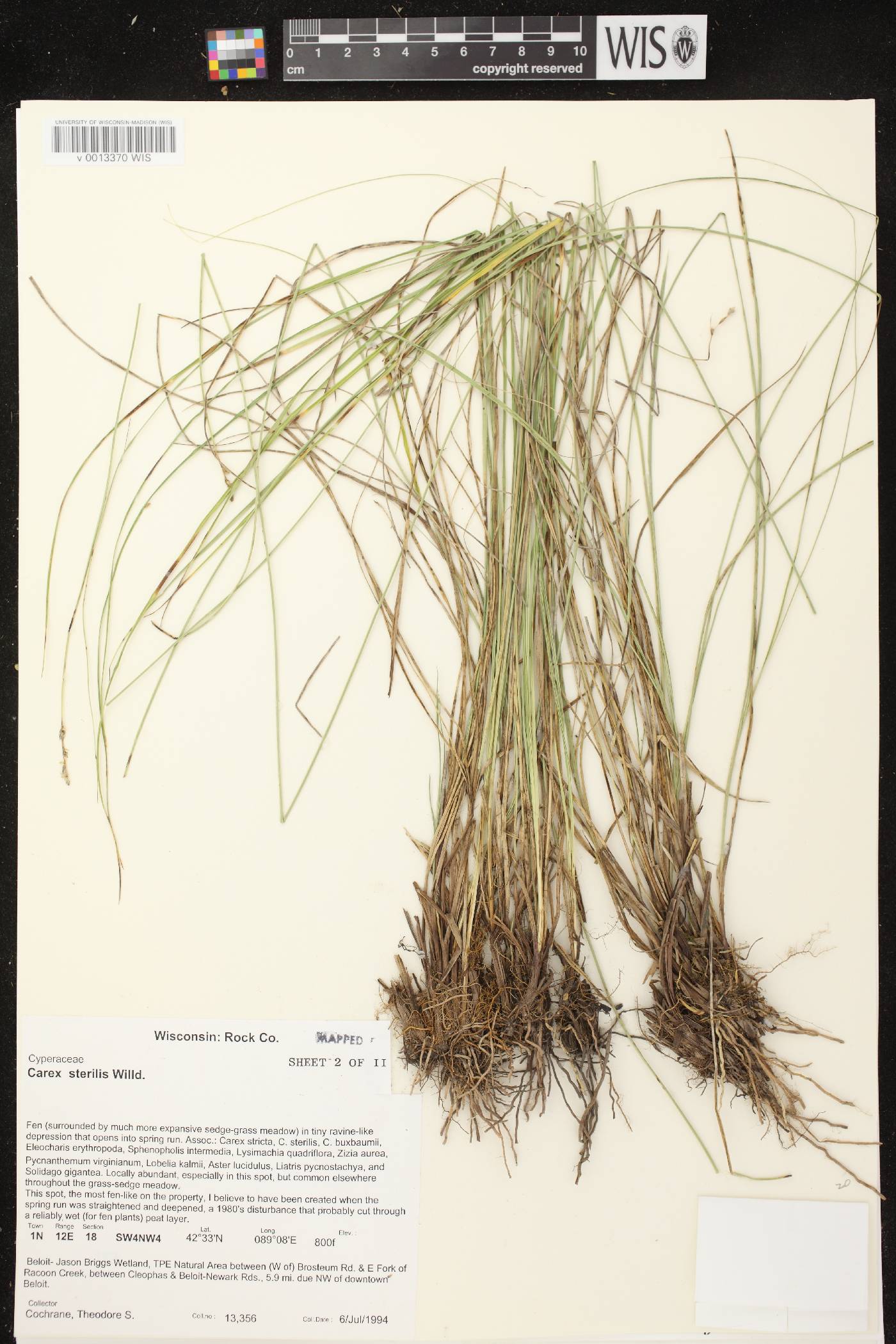 Carex sterilis image