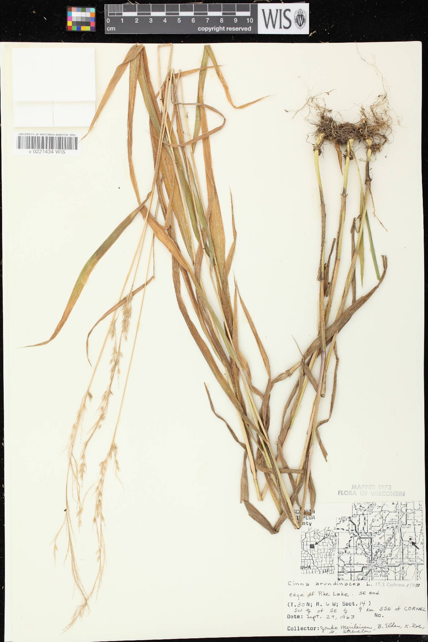 Cinna arundinacea image