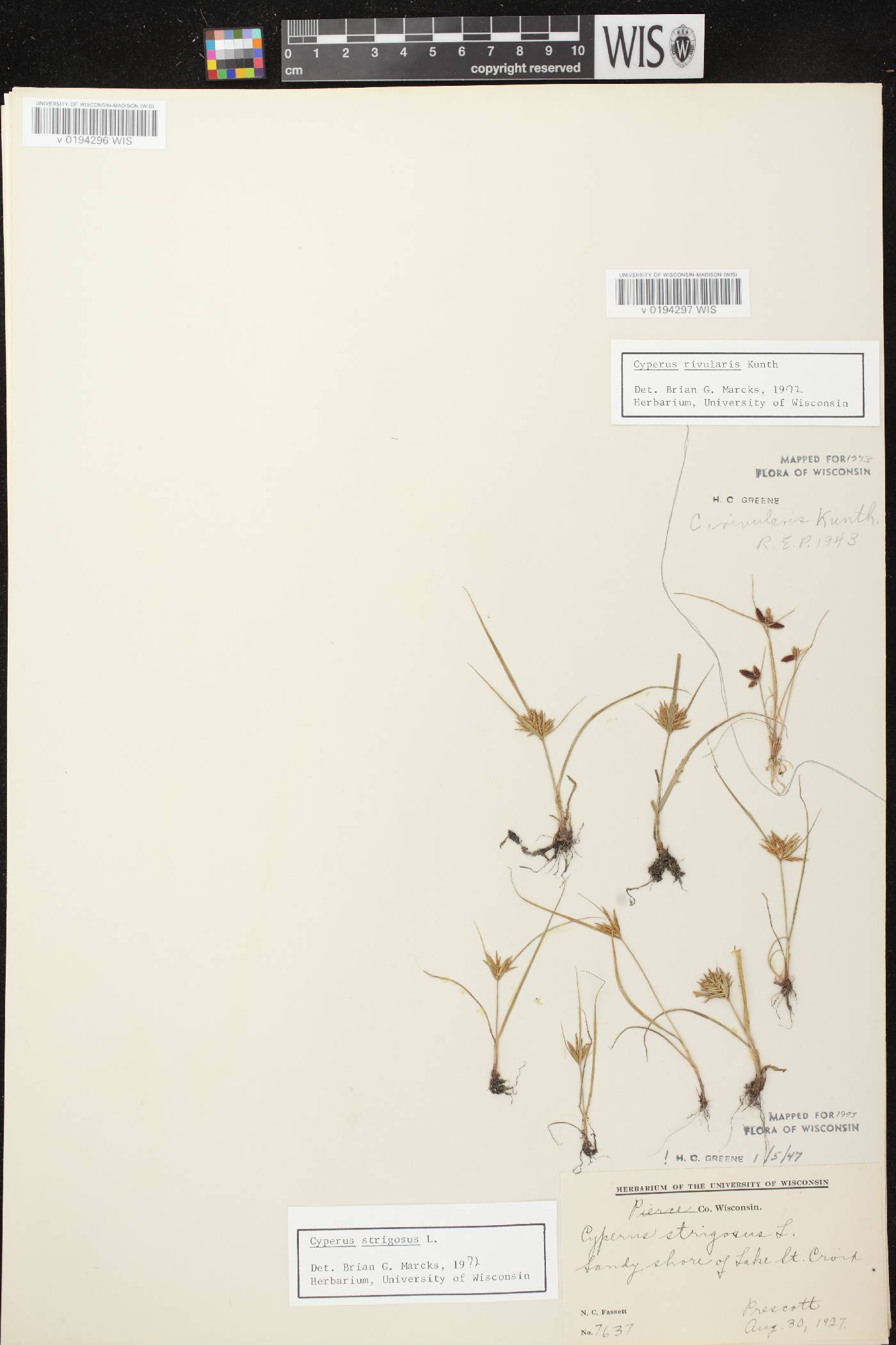 Cyperus bipartitus image
