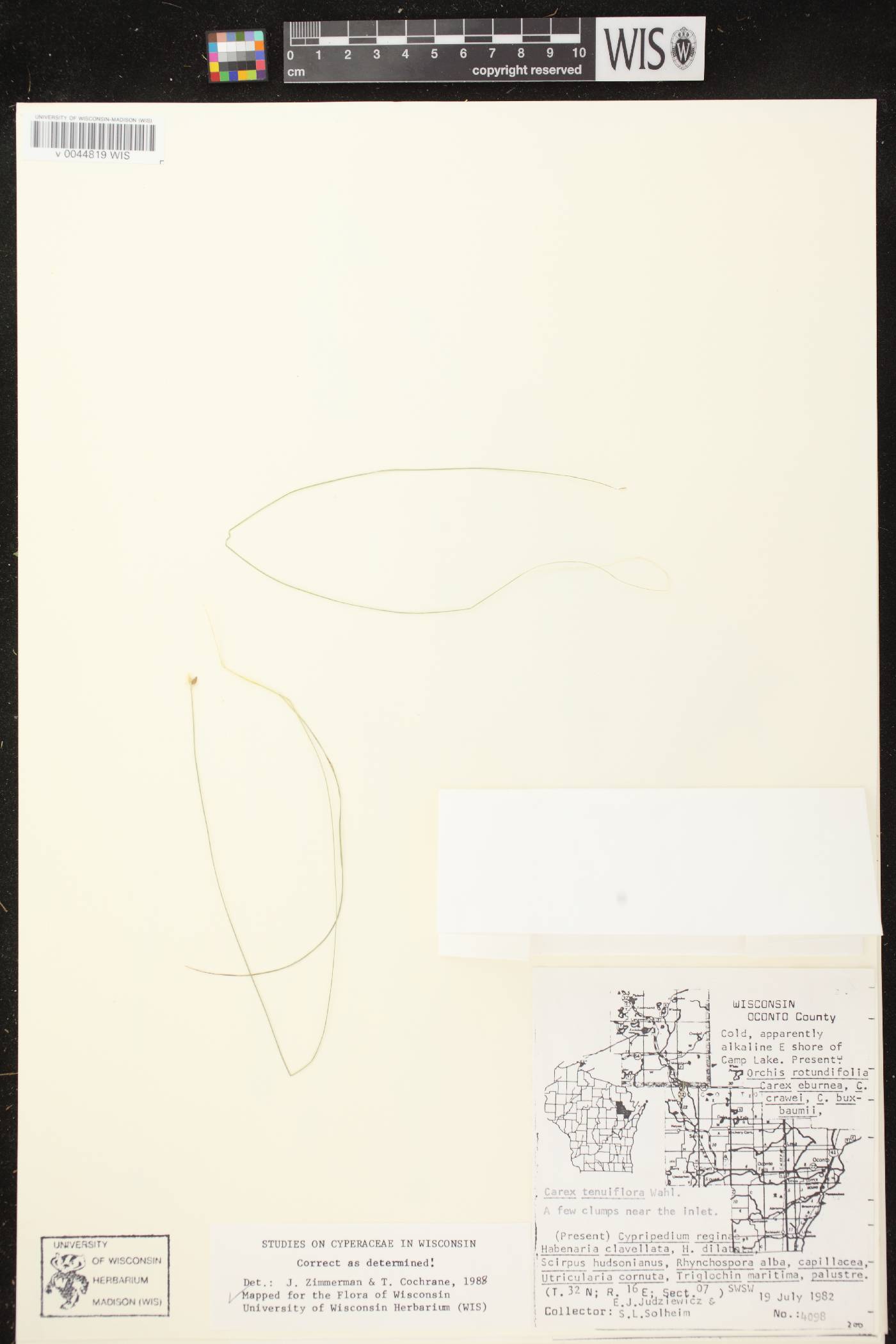 Carex tenuiflora image
