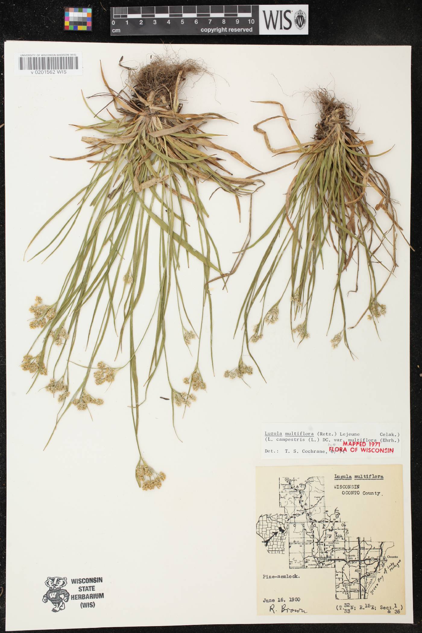 Luzula multiflora image