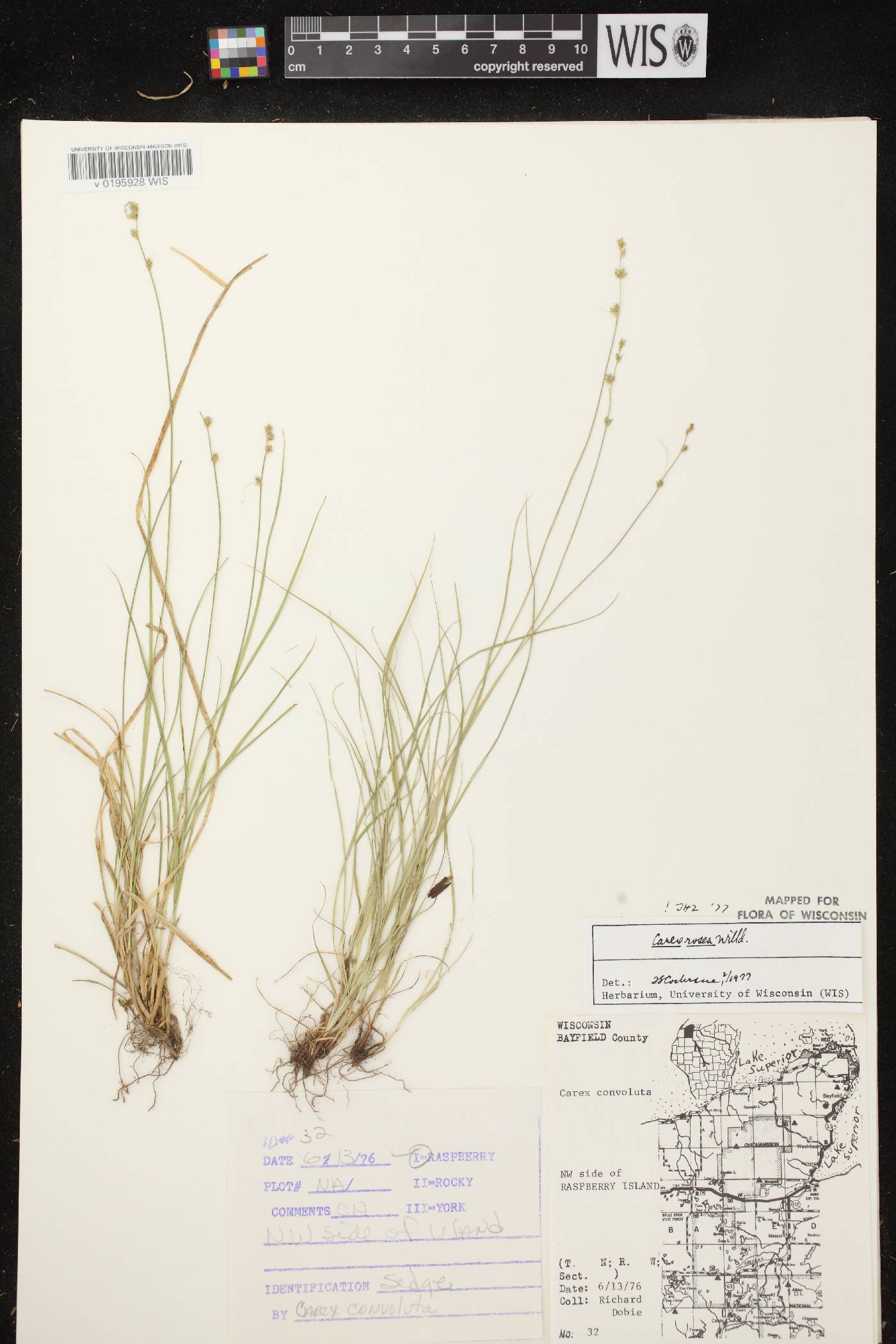 Carex radiata image