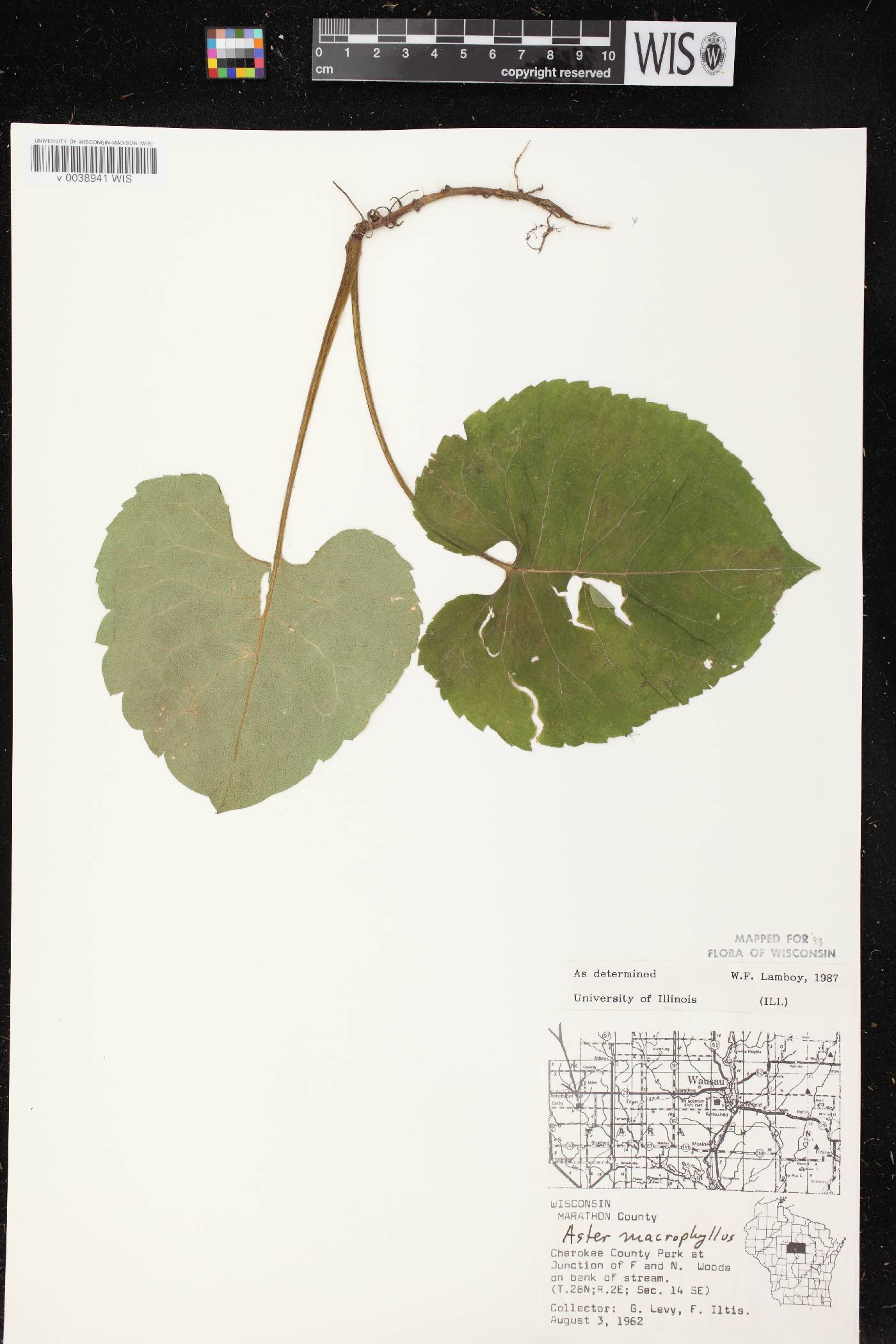 Eurybia macrophylla image