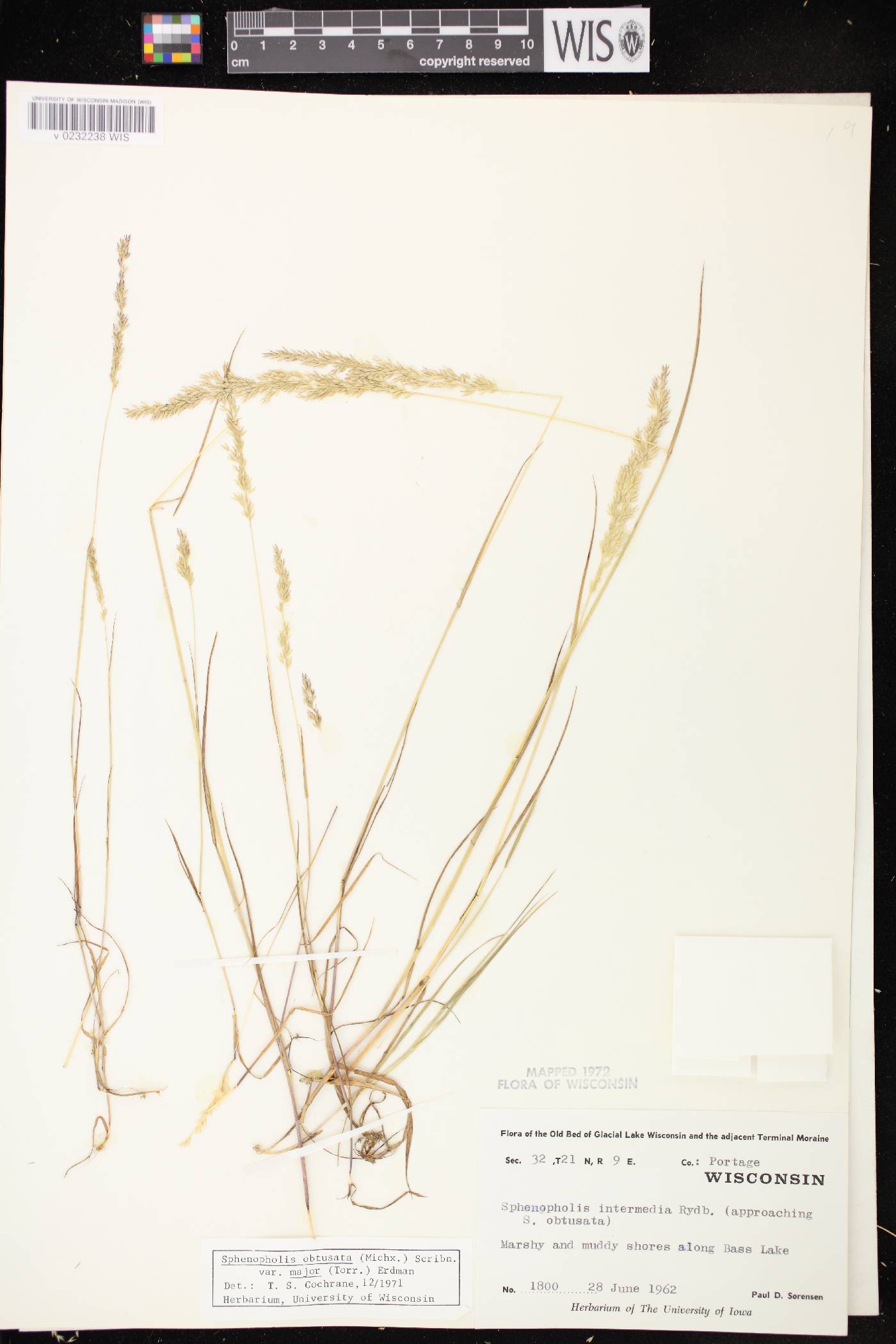 Sphenopholis intermedia image
