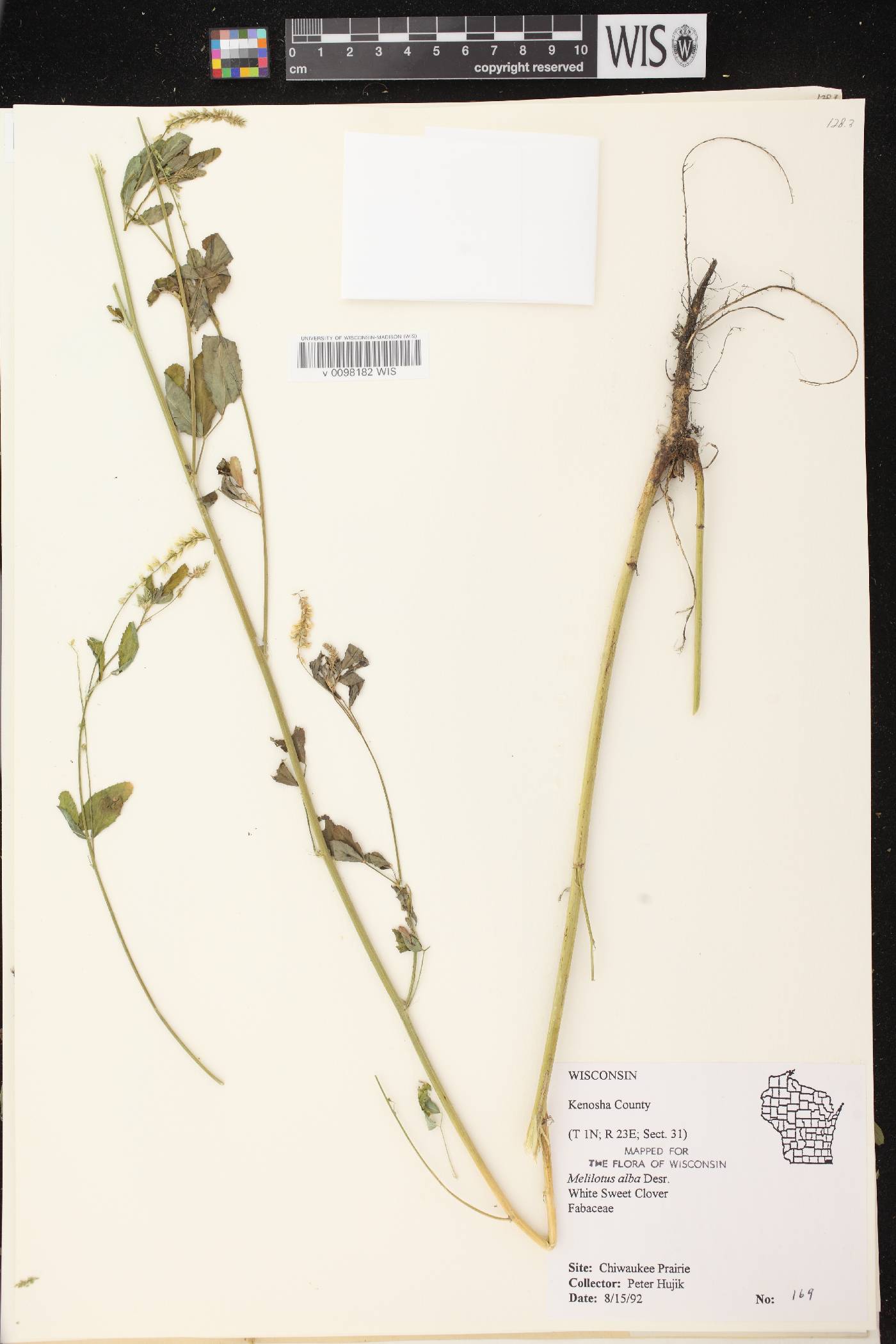 Melilotus albus image