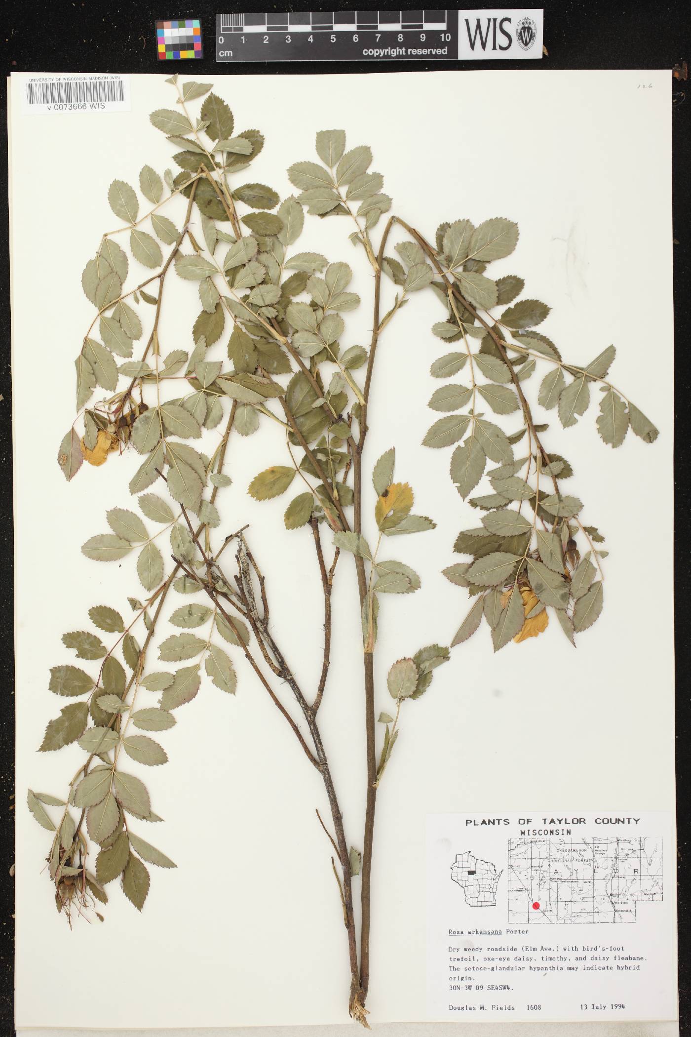 Rosa arkansana image
