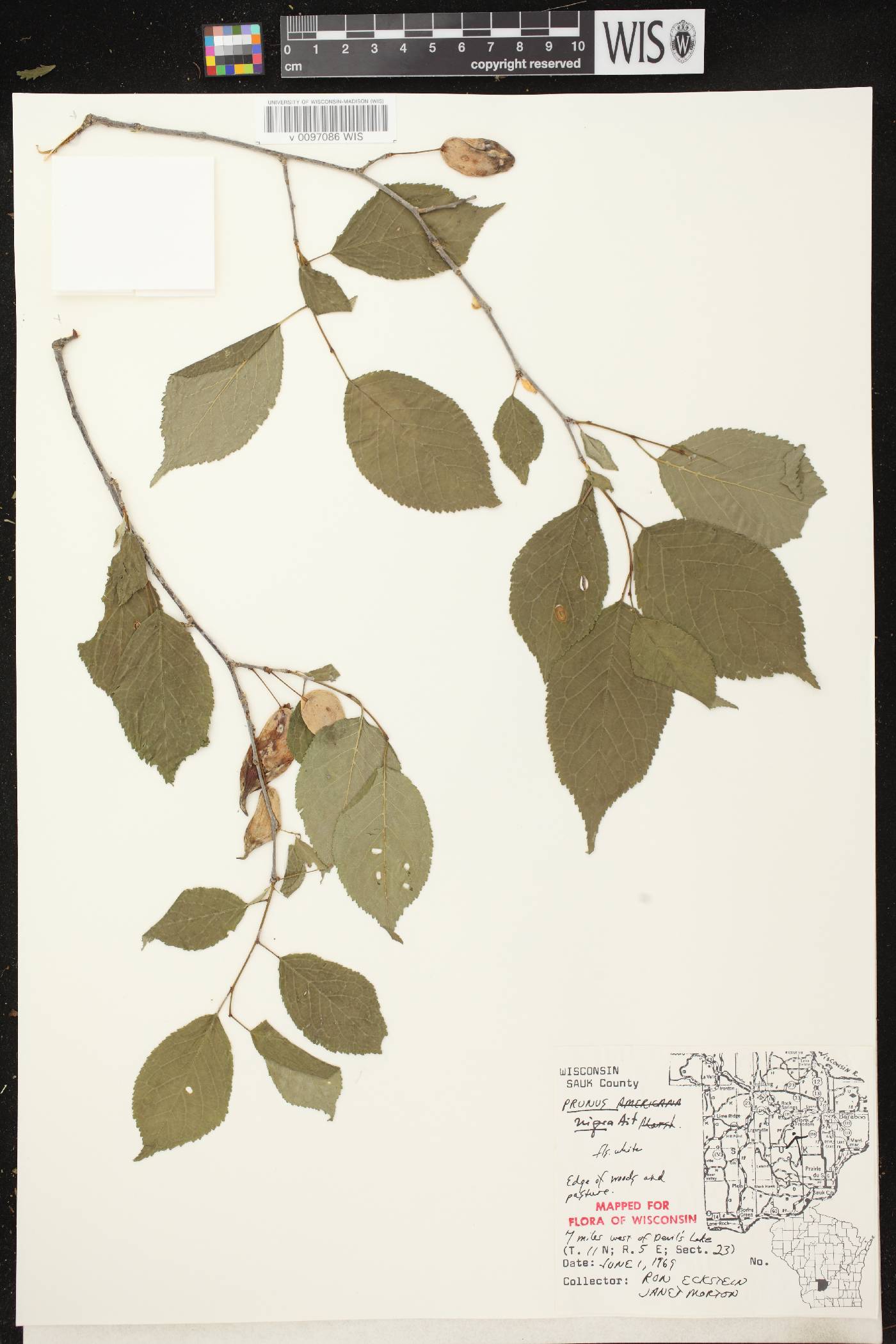 Prunus nigra image