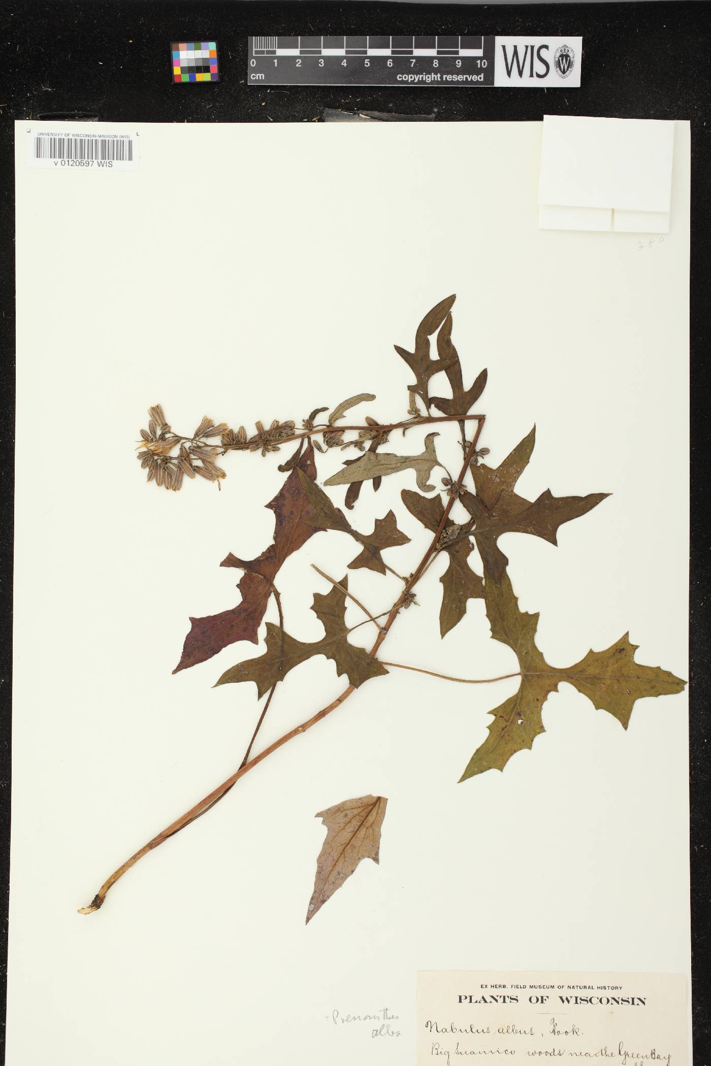 Prenanthes alba image
