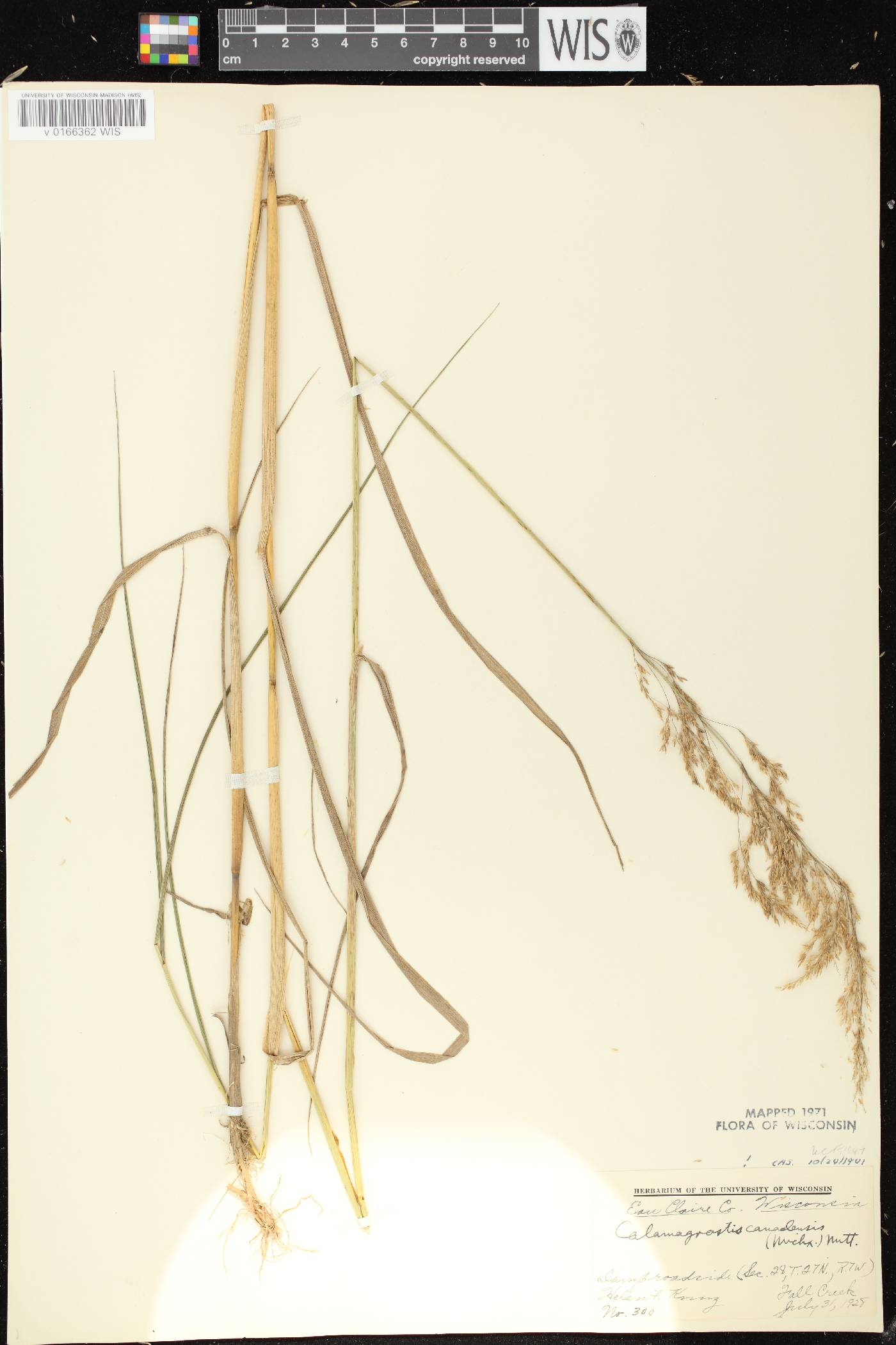 Calamagrostis canadensis var. canadensis image