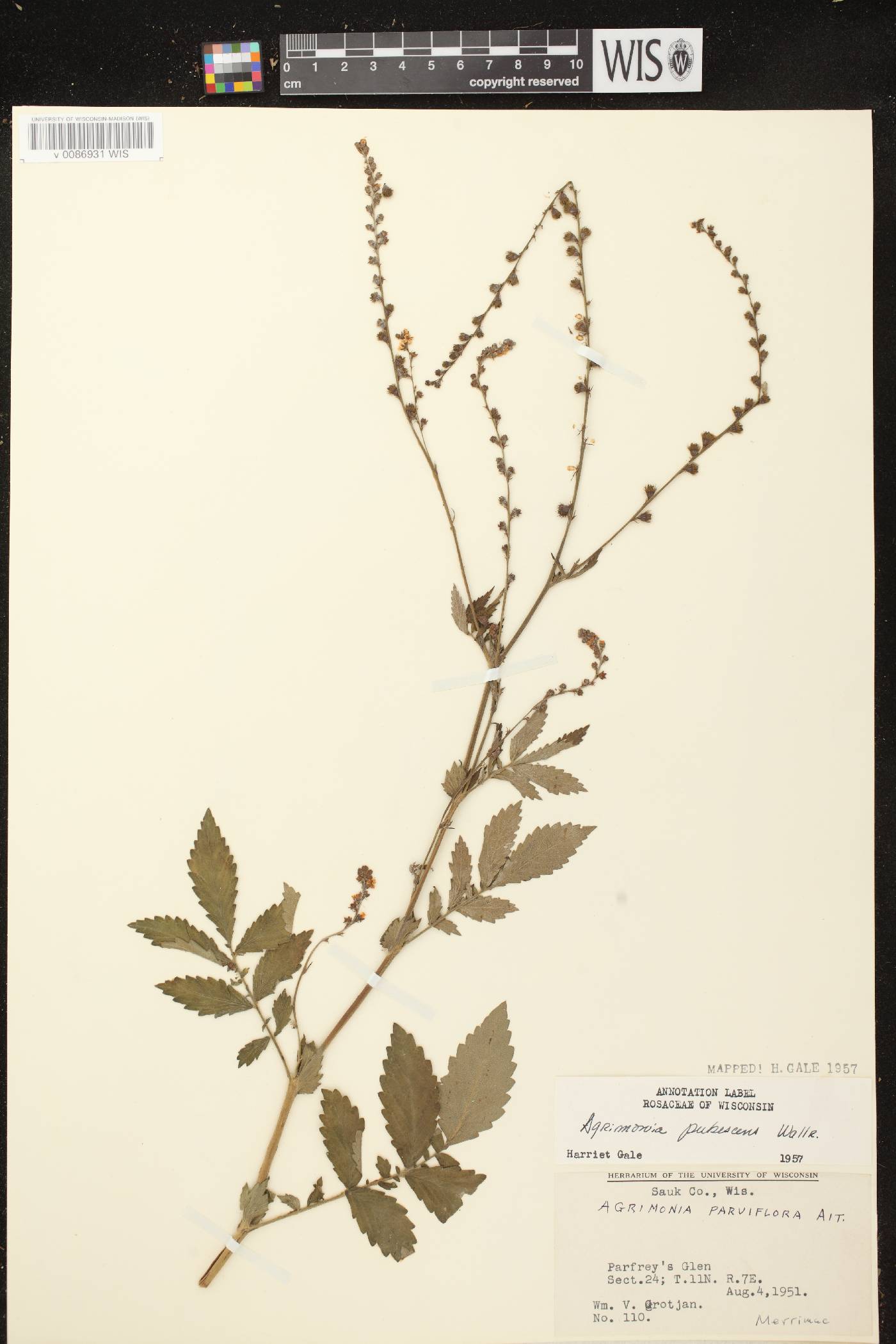 Agrimonia pubescens image