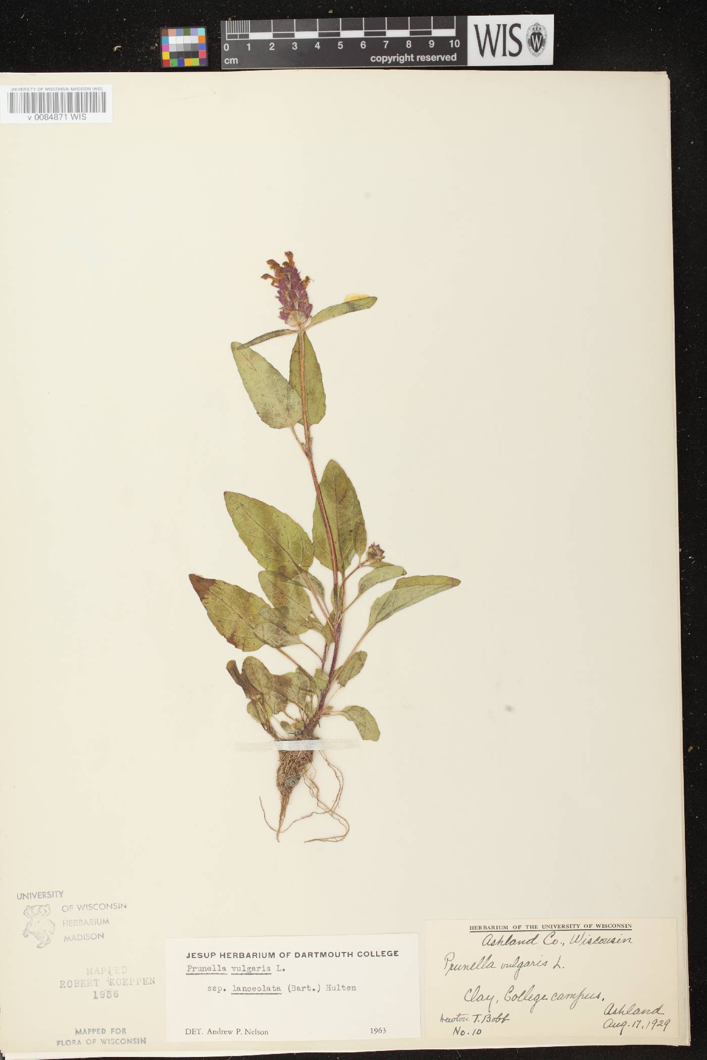 Prunella vulgaris subsp. lanceolata image