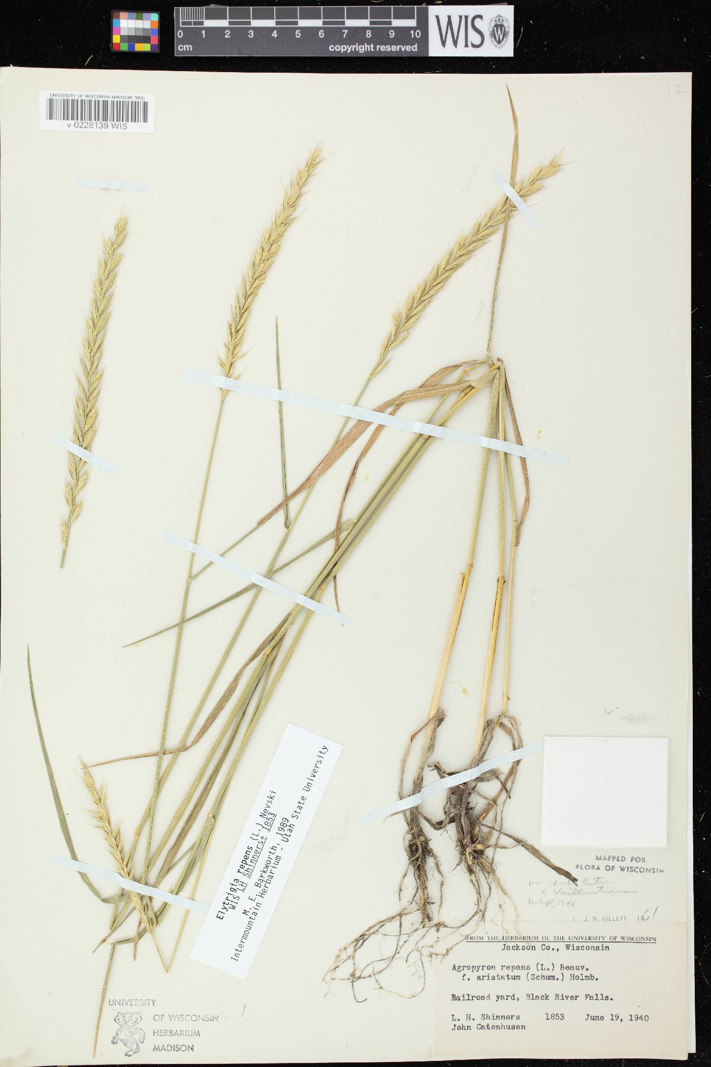 Elymus repens image