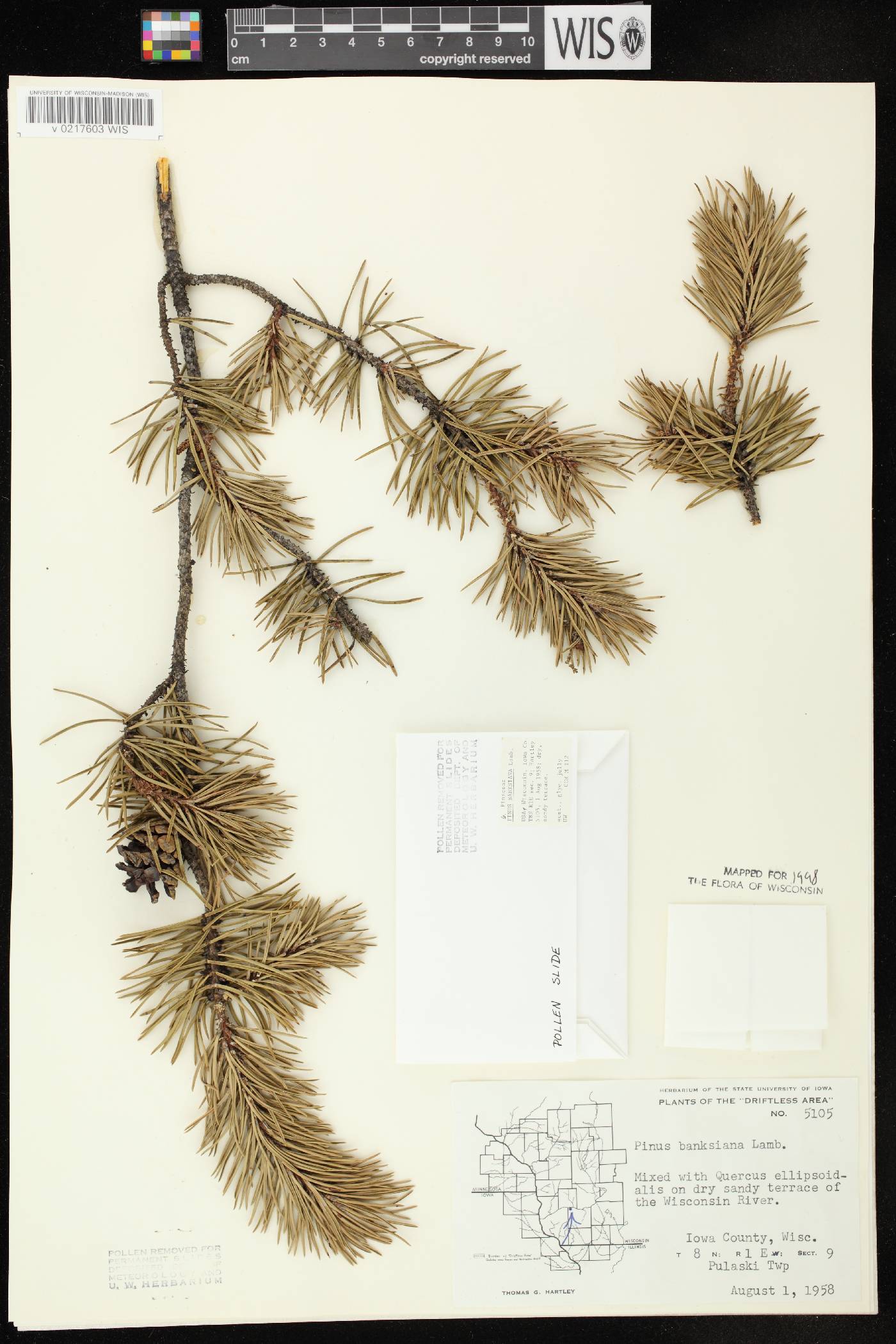 Pinus banksiana image