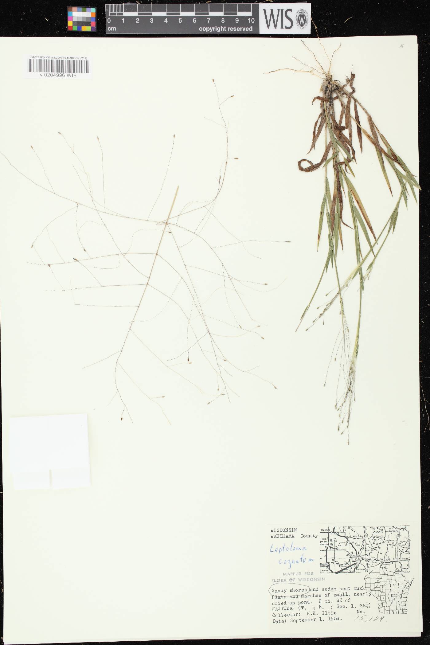 Digitaria cognata image