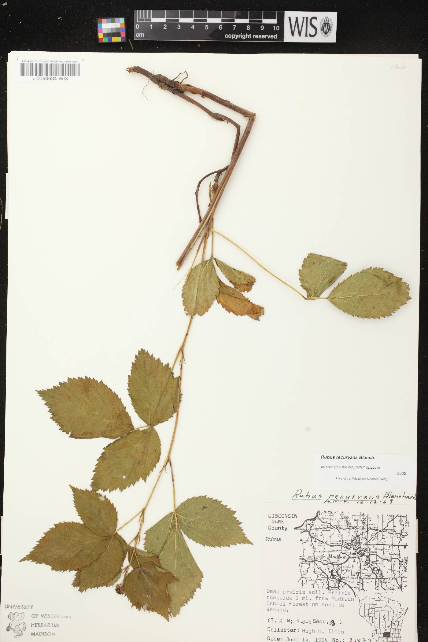 Rubus pensilvanicus image