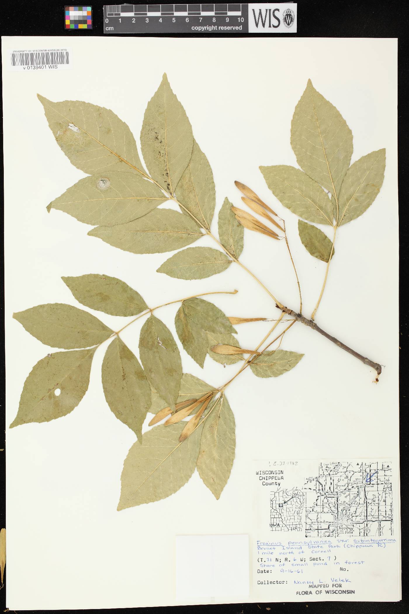 Fraxinus pennsylvanica image