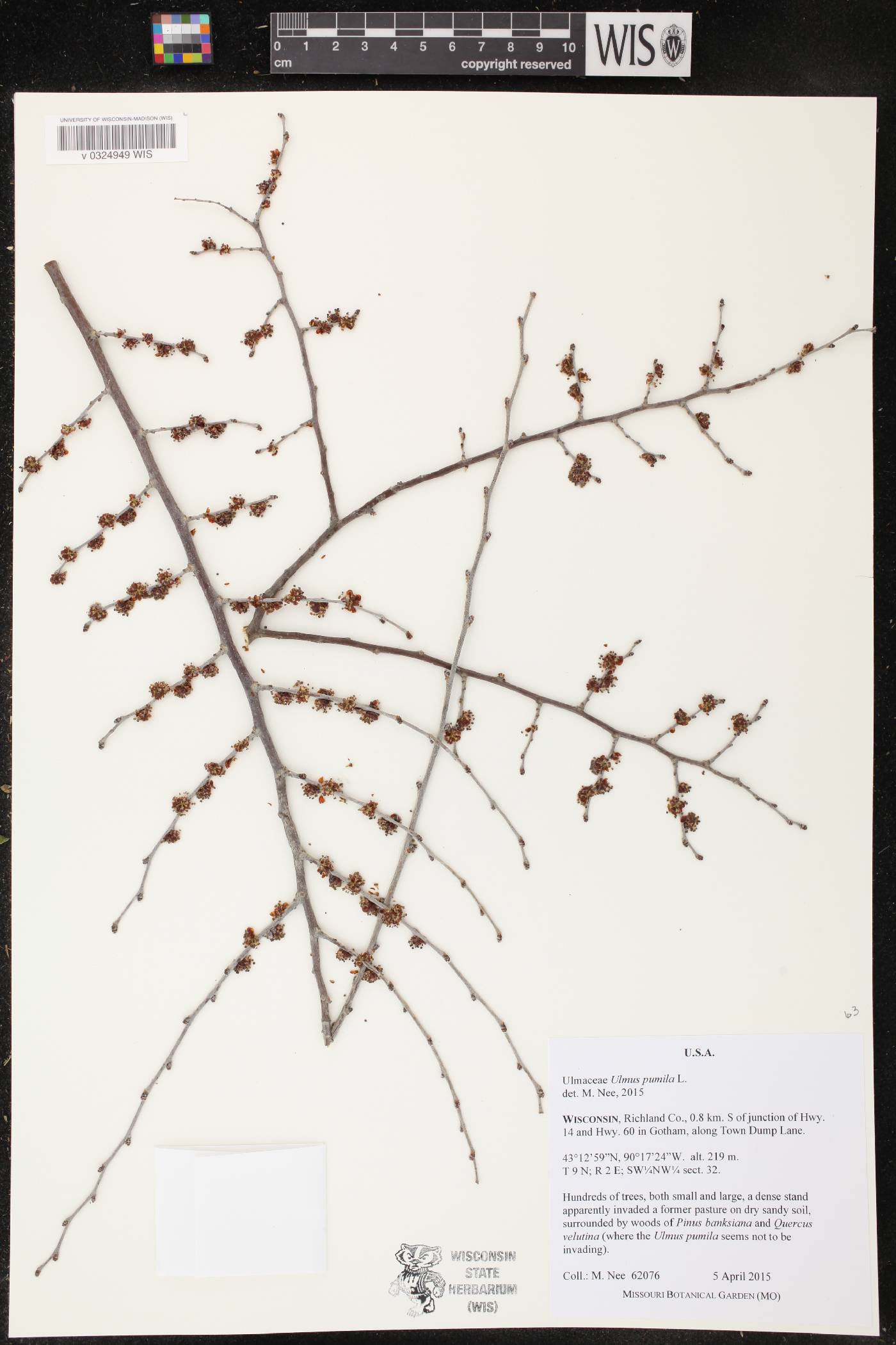 Ulmus pumila image